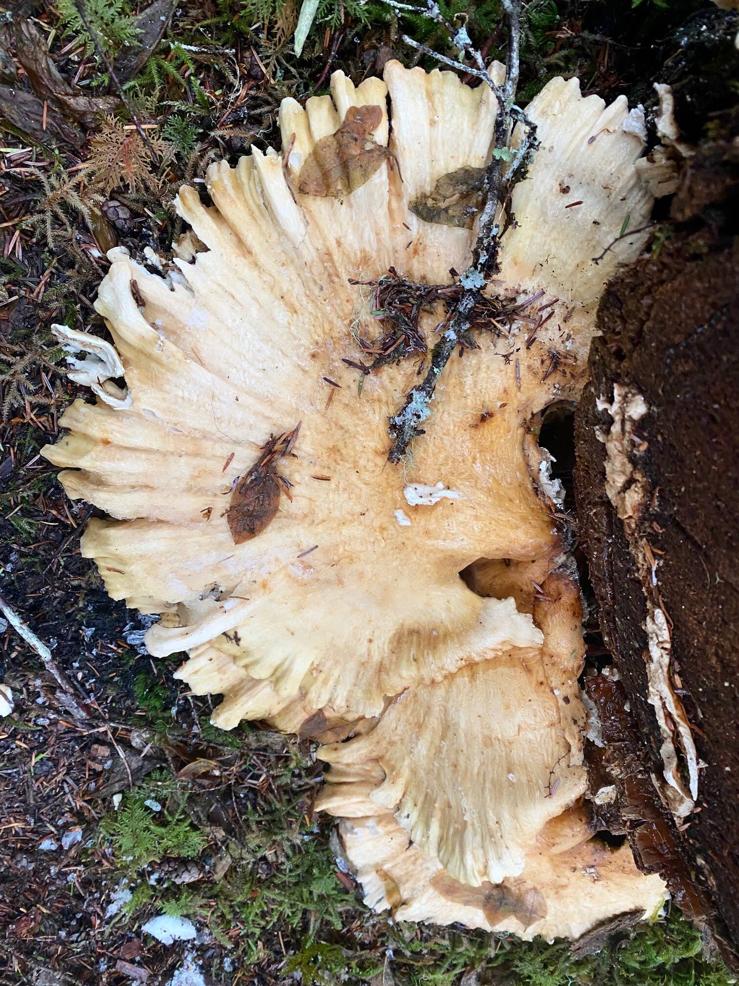 One dinner-plate sized mushroom spread out like a fan on the Bluff Trail in North Douglas. (Photo by Denise Carroll)
