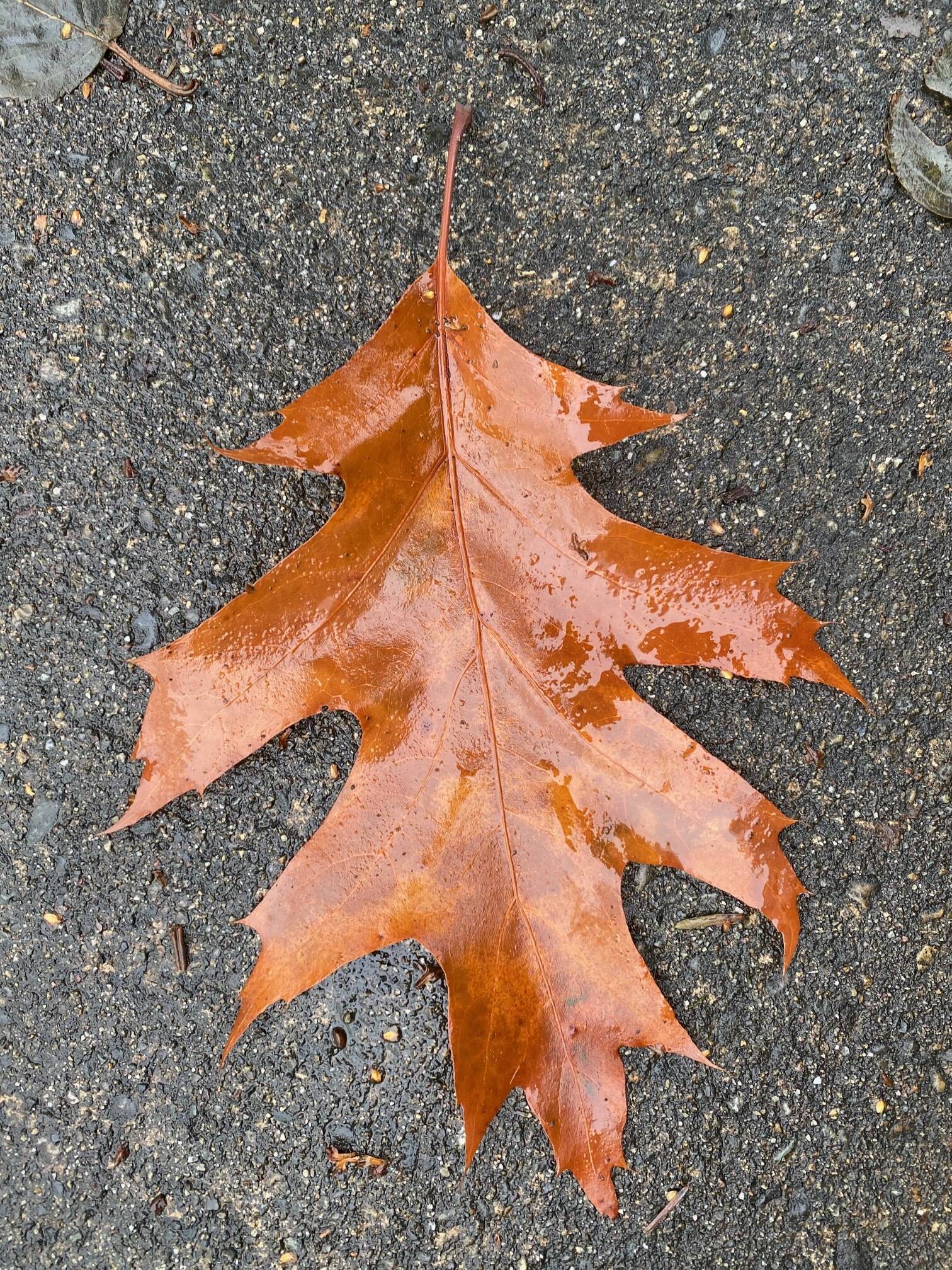 An oak leaf that let go of its branch and drifted to the sidewalk in the flats on Nov. 18. (Photo by Denise Carroll)
