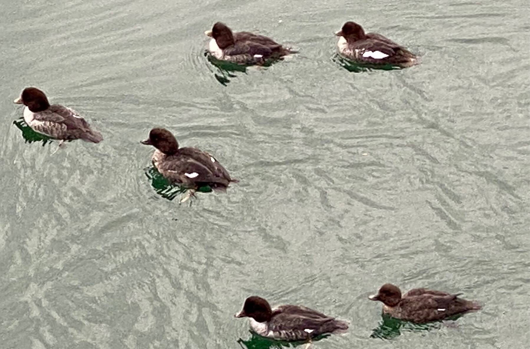 A flotilla of sea ducks in the downtown boat harbor, possibly Barrows Goldeneye on Nov. 17. (Photo by Denise Carroll)