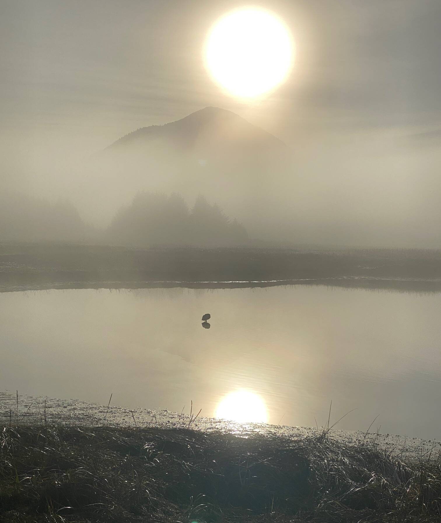 A swan in a pond near the Airport Dike Trail on Nov. 2. (Photo by Leslie Holzman)