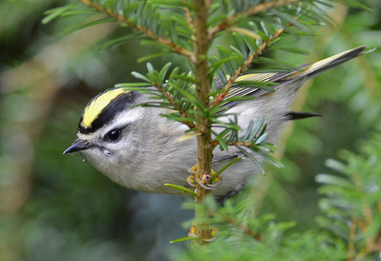 A female golden-crowned kinglet searches for insects in confer foliage. (Photo by Mark Schwann)