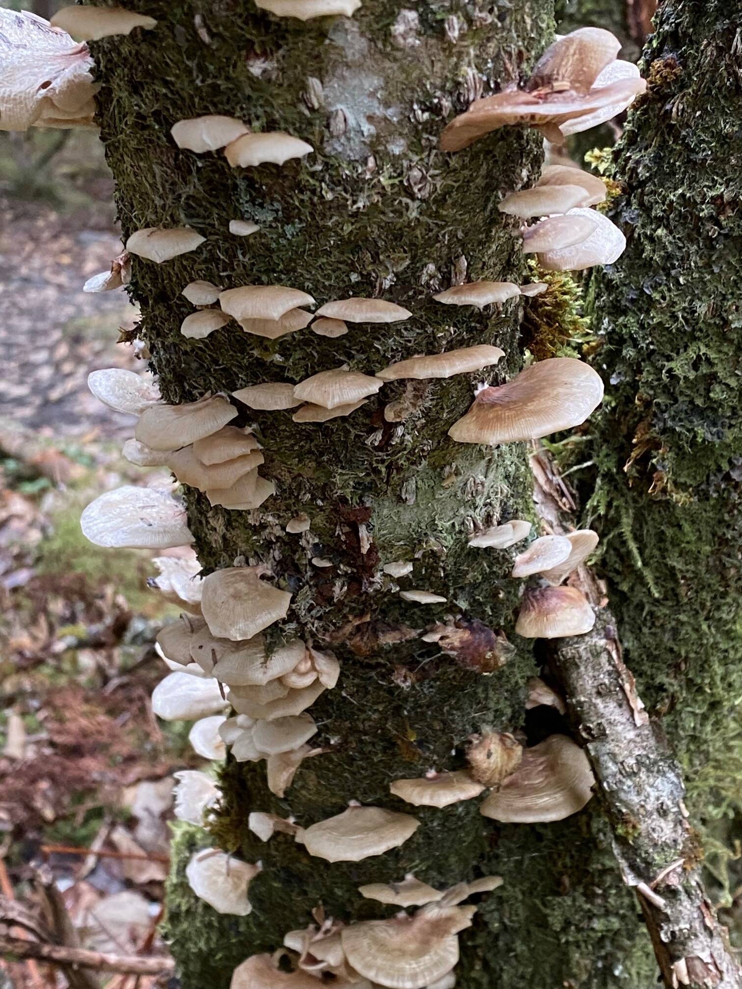 Greenback oyster mushrooms thrive on a decaying tree trunk along West Glacier Trail on Oct. 18. (Photo by Denise Carroll)