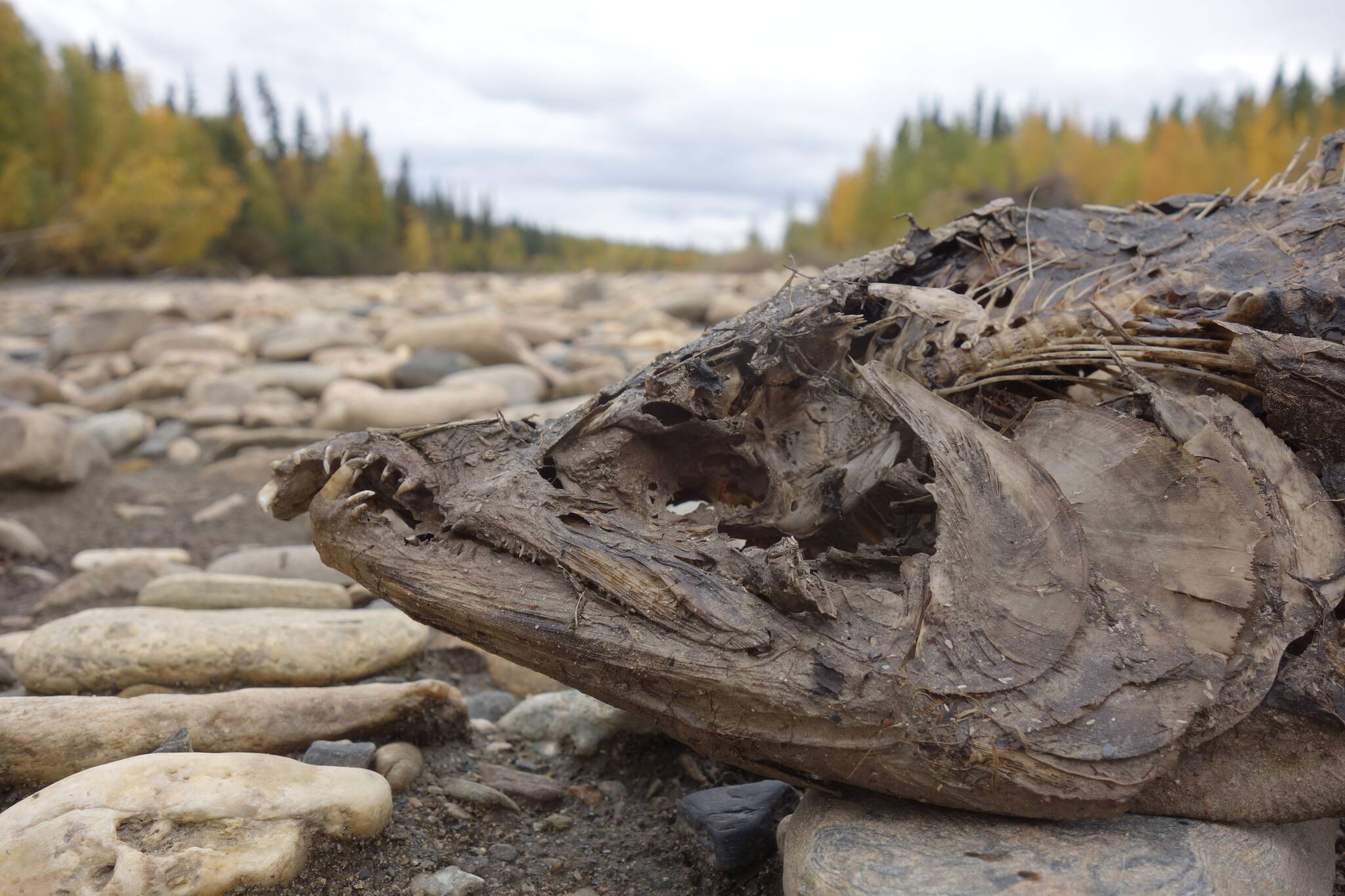 A chum salmon decays after spawning on the upper Chena River near Fairbanks. (Photo by Ned Rozell)