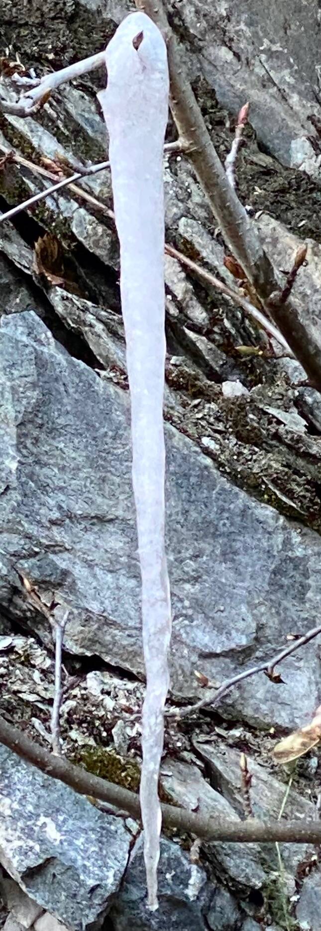 An icy exclamation mark on Perseverance Trail on Oct. 25. (Photo by Denise Carroll)