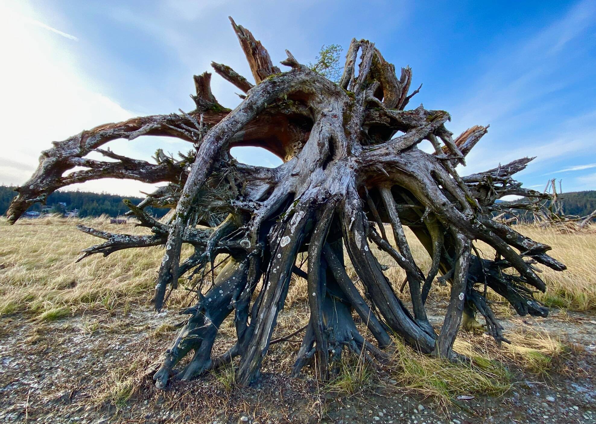 An old root system makes a perfect sculpture in the Mendenhall wetlands on Oct. 22. (Photo by Denise Carroll)