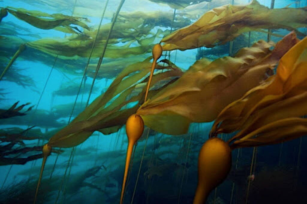 Varieties of kelp are seen underwater. A U.S. Department of Energy-funded project will investigate whether kelp and other seaweed in the waters off Alaska’s Prince of Wales Island can absorb significant amounts of rare earth elements that leach out from the Bokan Mountain site. (National Marine Sanctuary photo provided by NOAA)
