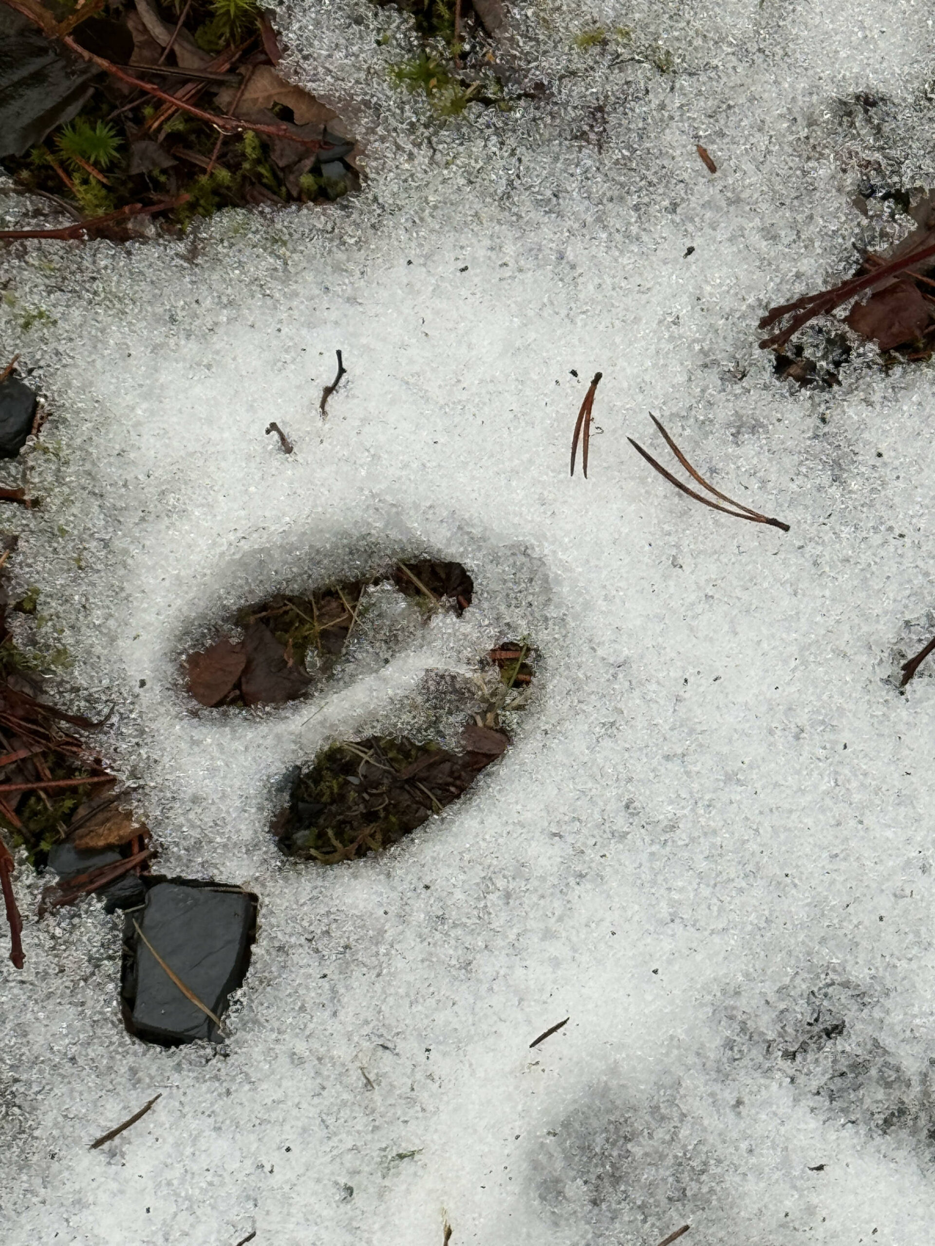 One of many deer tracks in Gastineau Meadows on Nov. 25. (Photo by Deana Barajas)