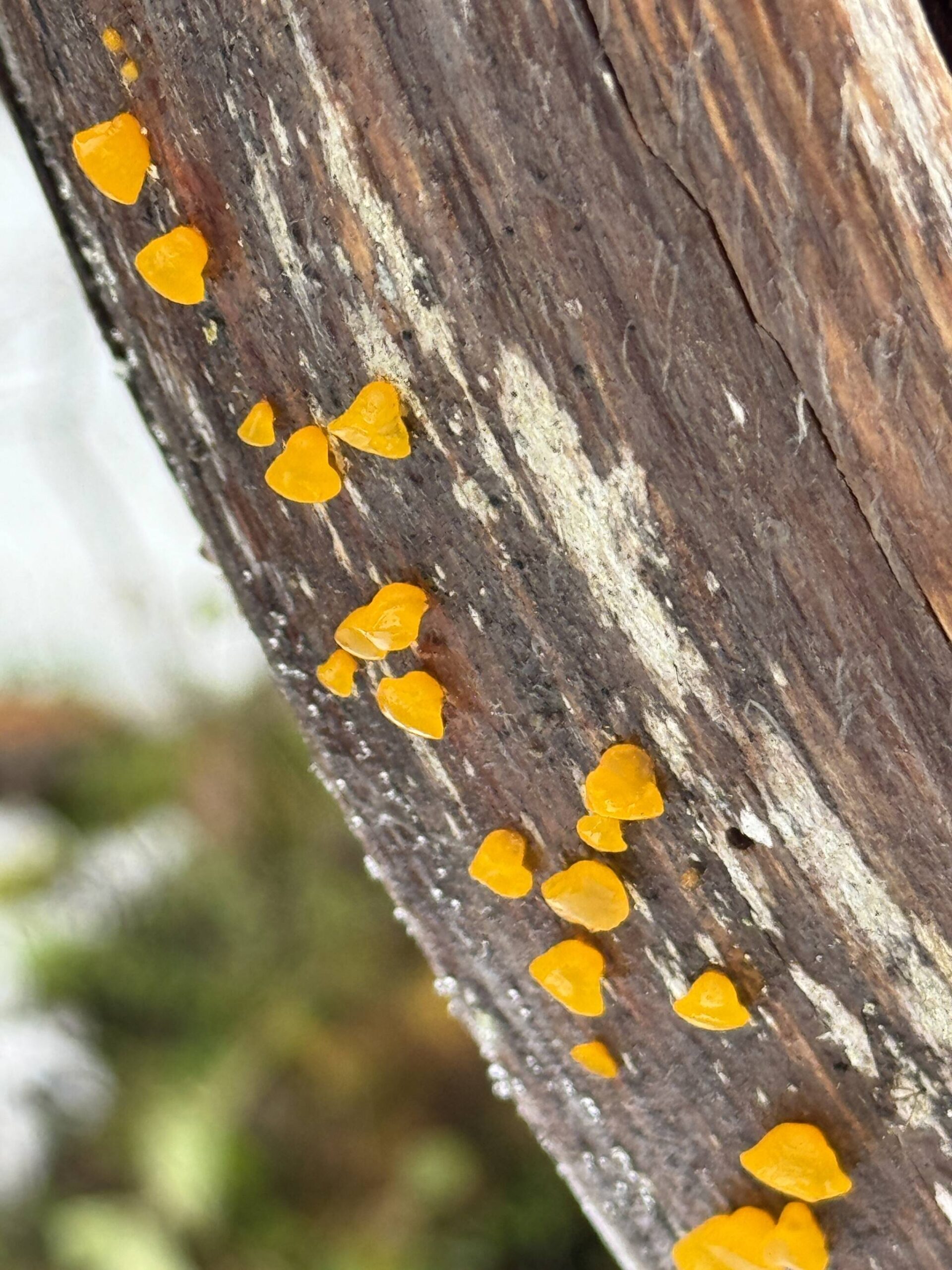 Orange jelly fungi in Gastineau Meadows on Nov. 25. (Photo by Deana Barajas)