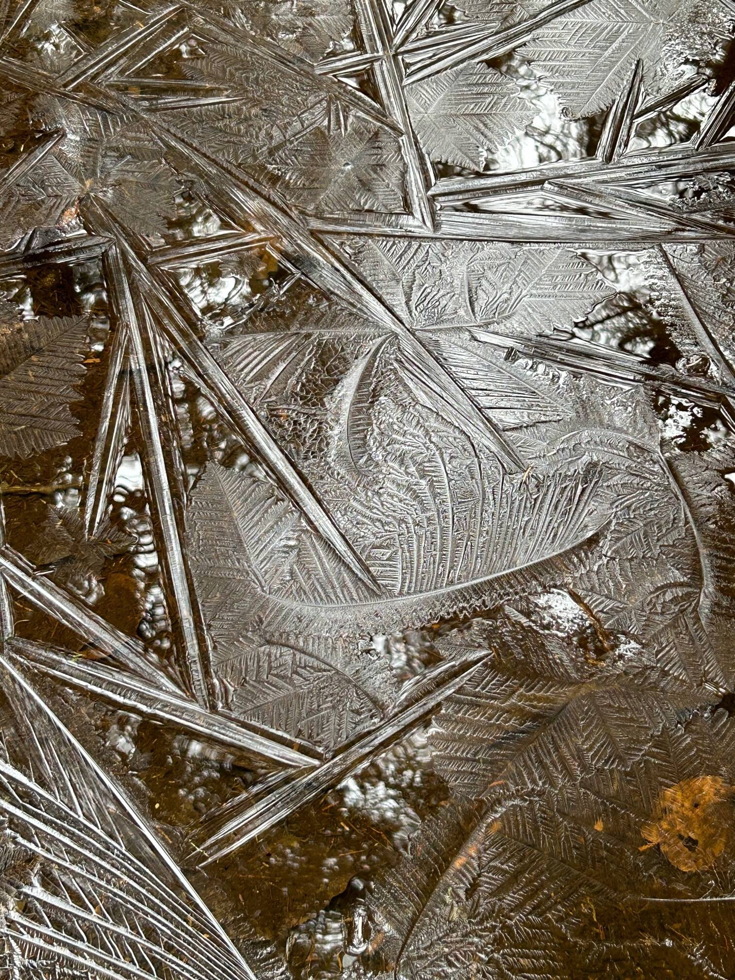 Fern and feather ice along the East Glacier Trail on Nov 29. (Photo by Deborah Rudis)