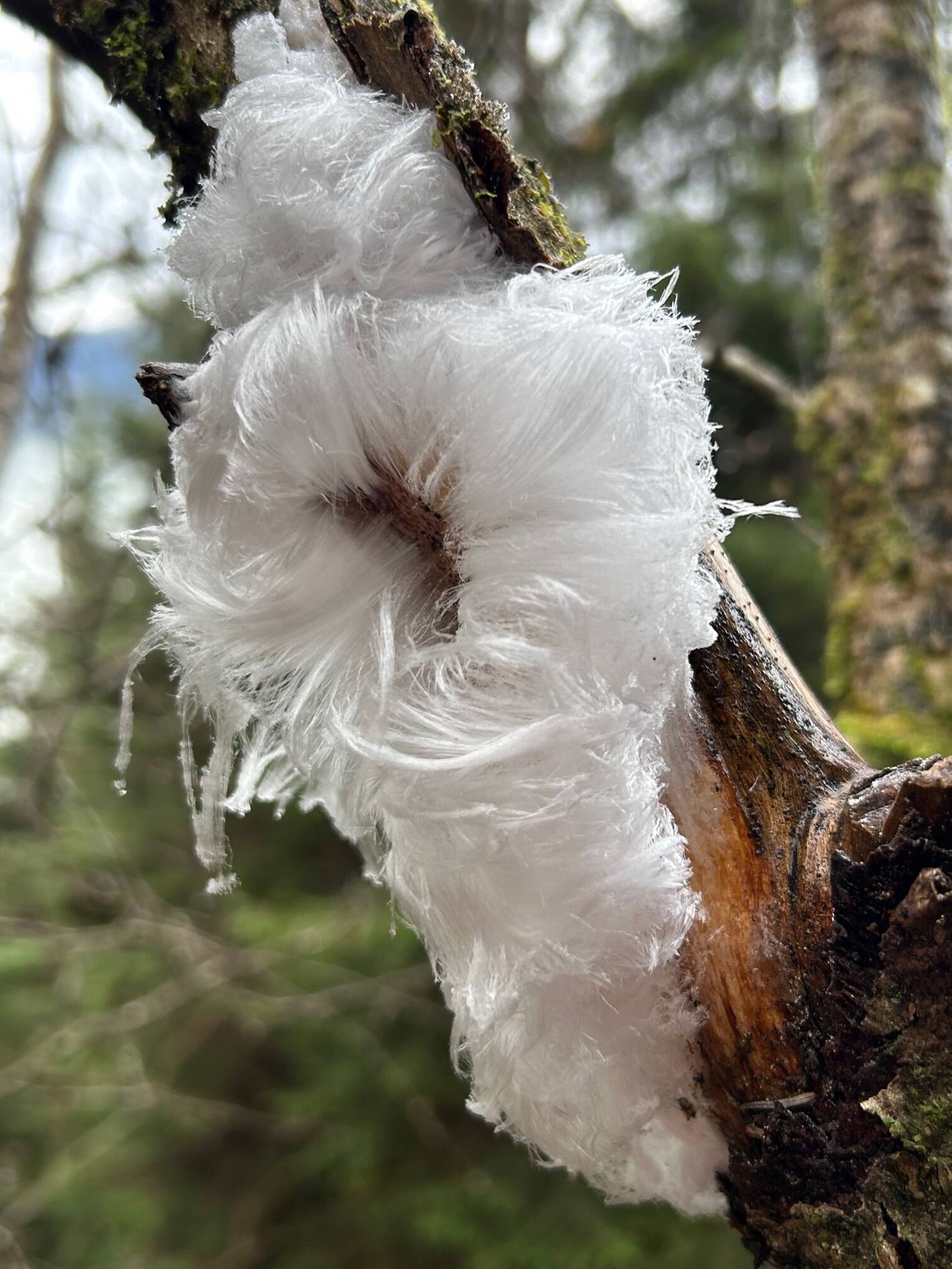Hair ice along the East Glacier Trail on Nov 29. (Photo by Deborah Rudis)