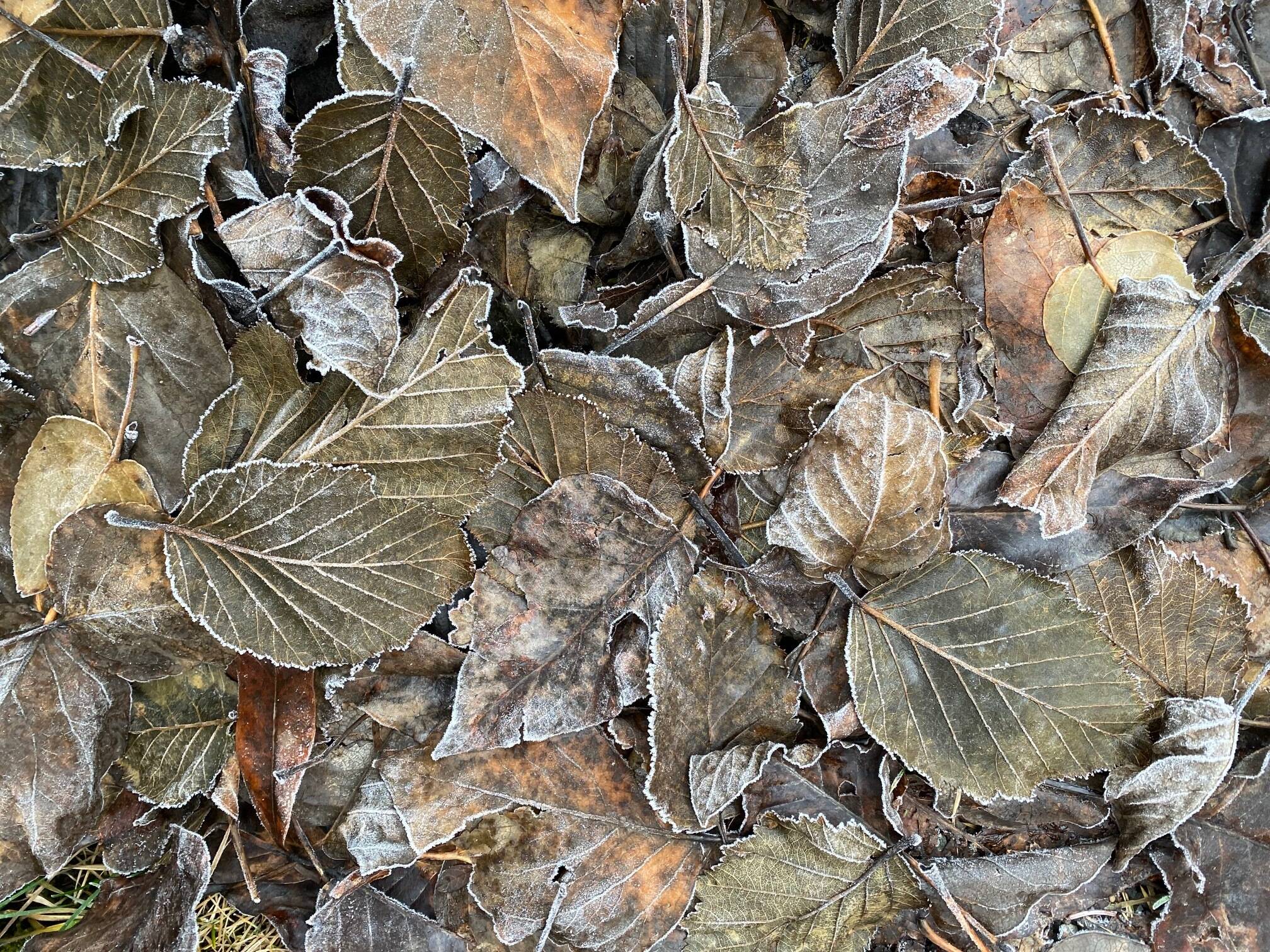 A collection of leaves outlined in frost lie huddled together along East Glacier Trail on Nov. 29. (Photo by Denise Carroll)