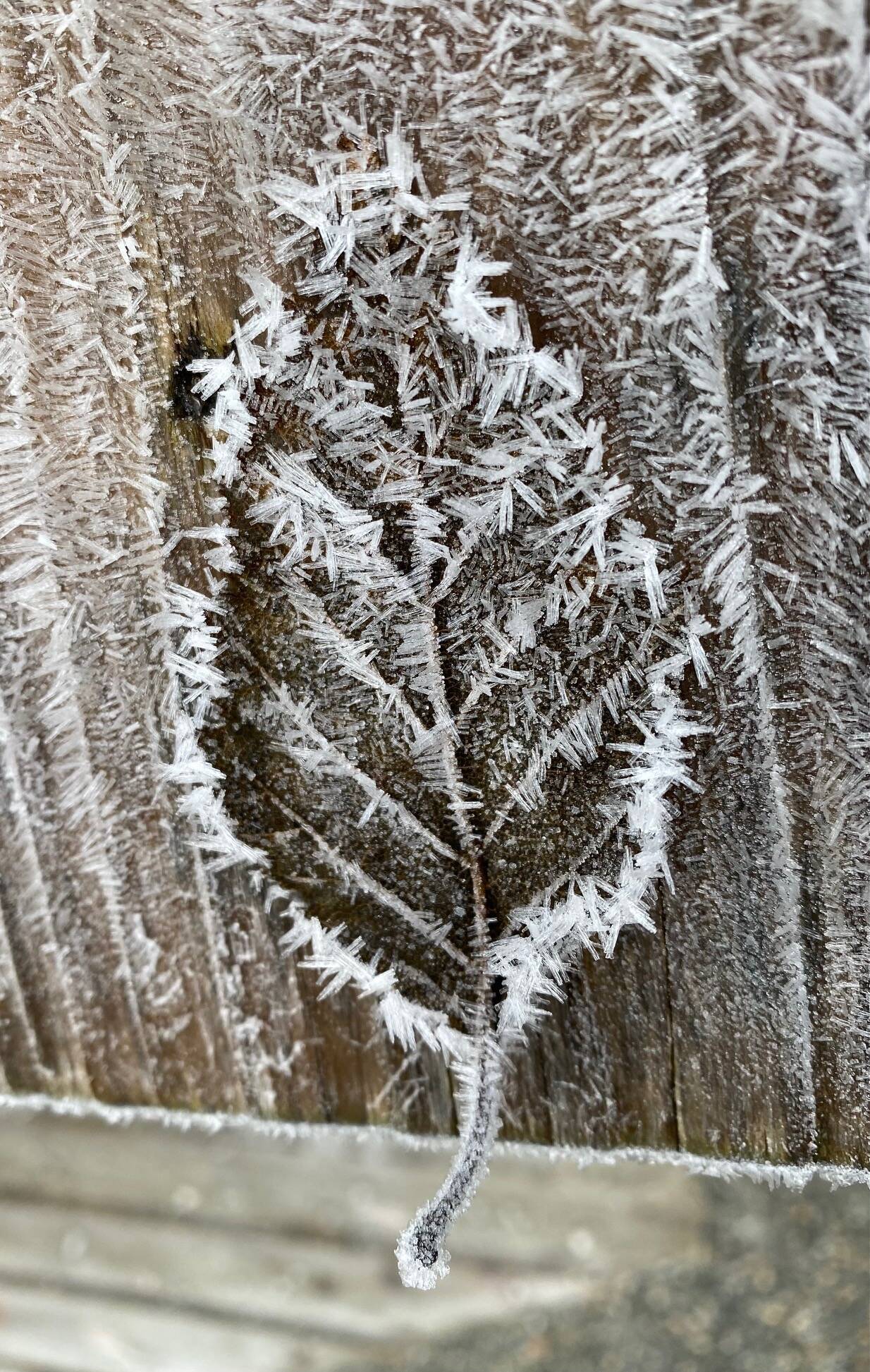 The outline and veins of this leaf are etched in hoarfrost on East Glacier Trail on Nov 29. (Photo by Denise Carroll)