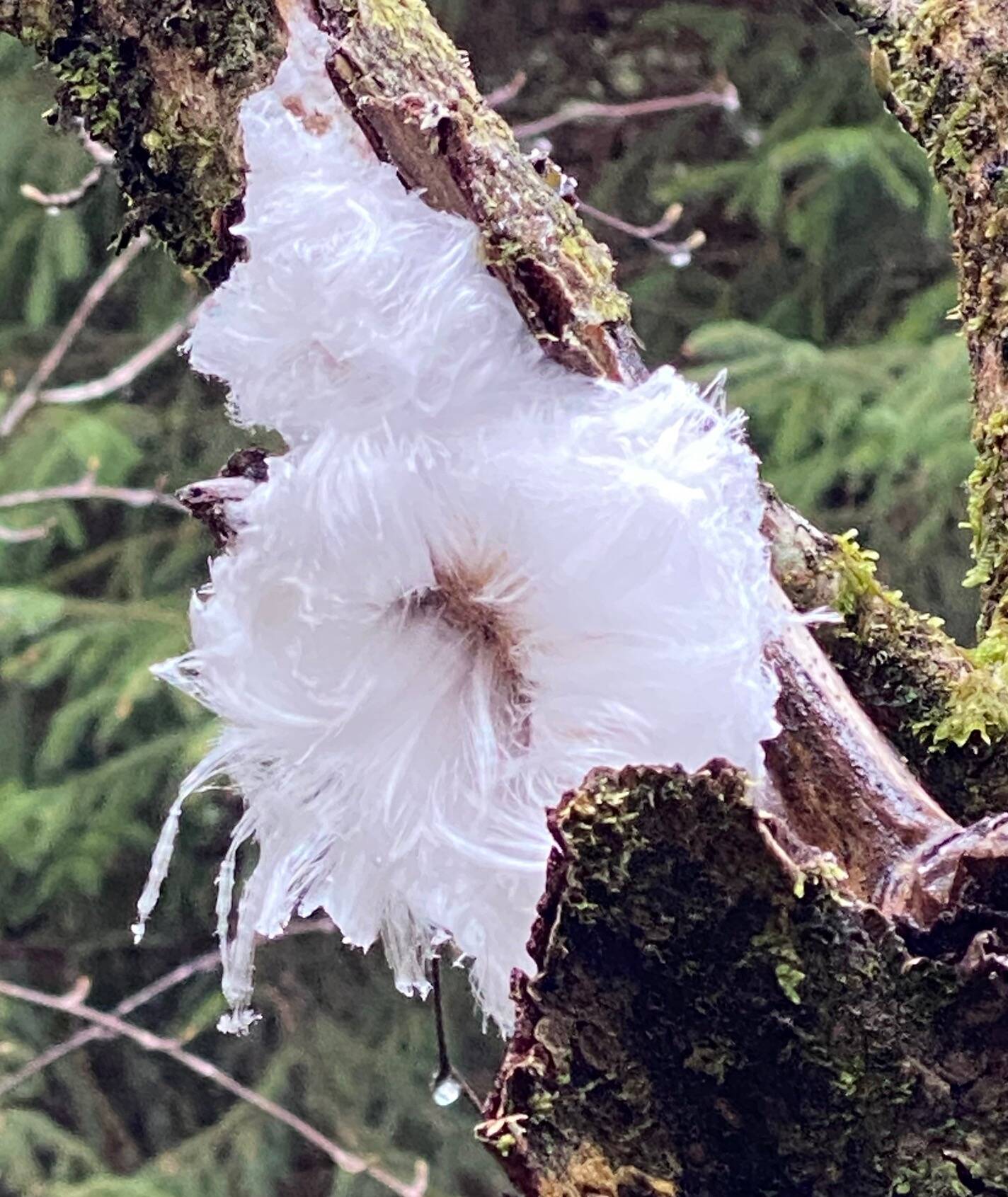 Hair ice forms an exotic flower along the East Glacier Trail on Nov. 29. (Photo by Denise Carroll)