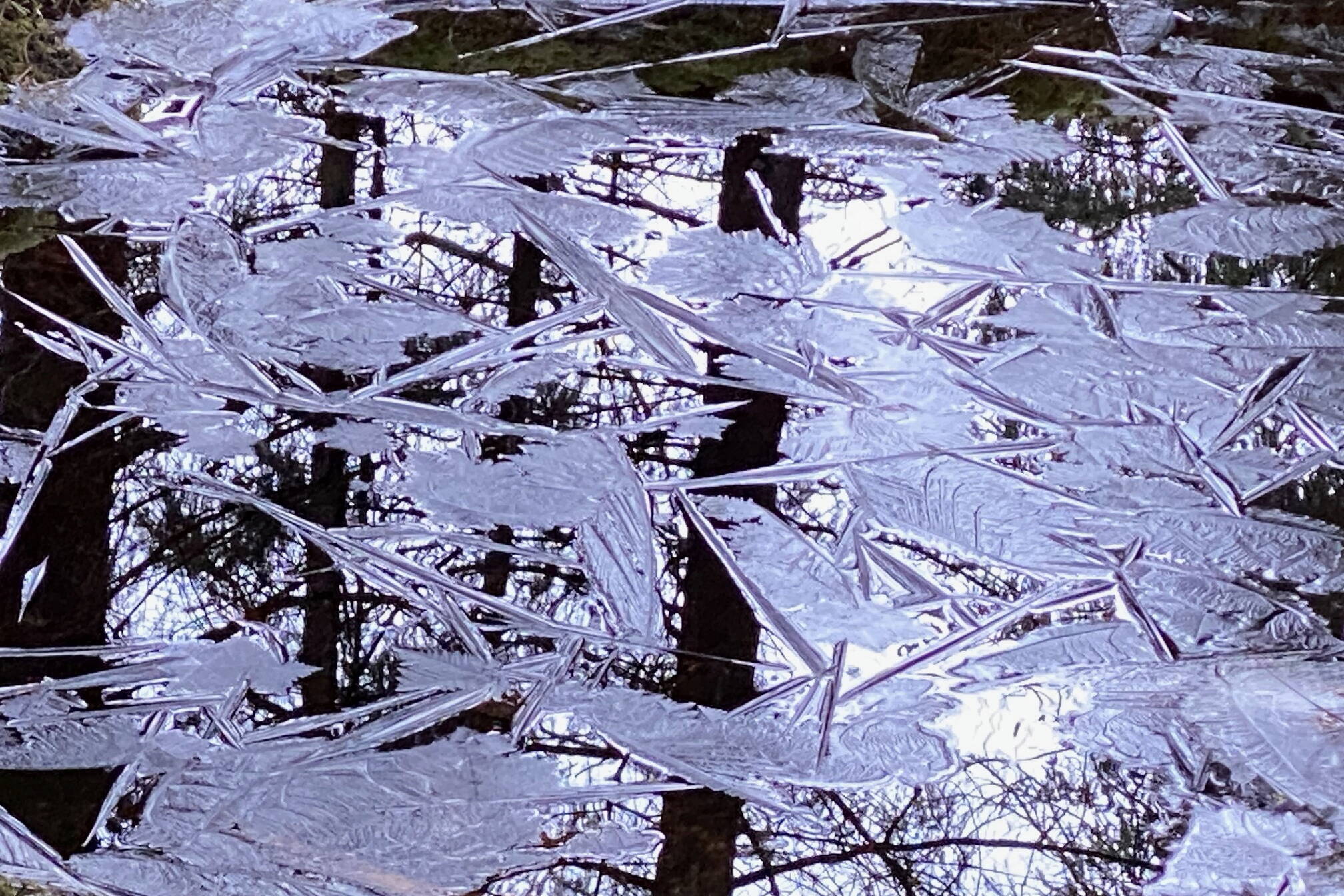 Tree reflections and icy patterns on an East Glacier Trail pond Nov. 29. (Photo by Denise Carroll)