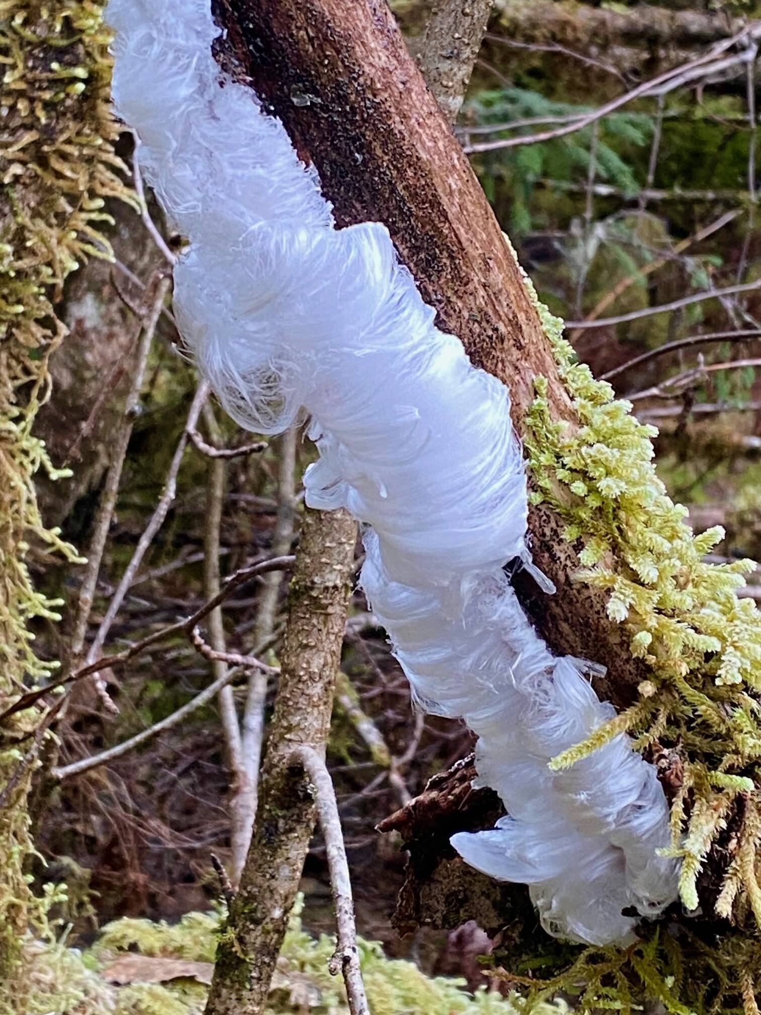 Delicate crystals resembling silky hair form on dead wood when a particular fungus is present on the East Glacier Trail on Nov. 29. (Photo by Denise Carroll)