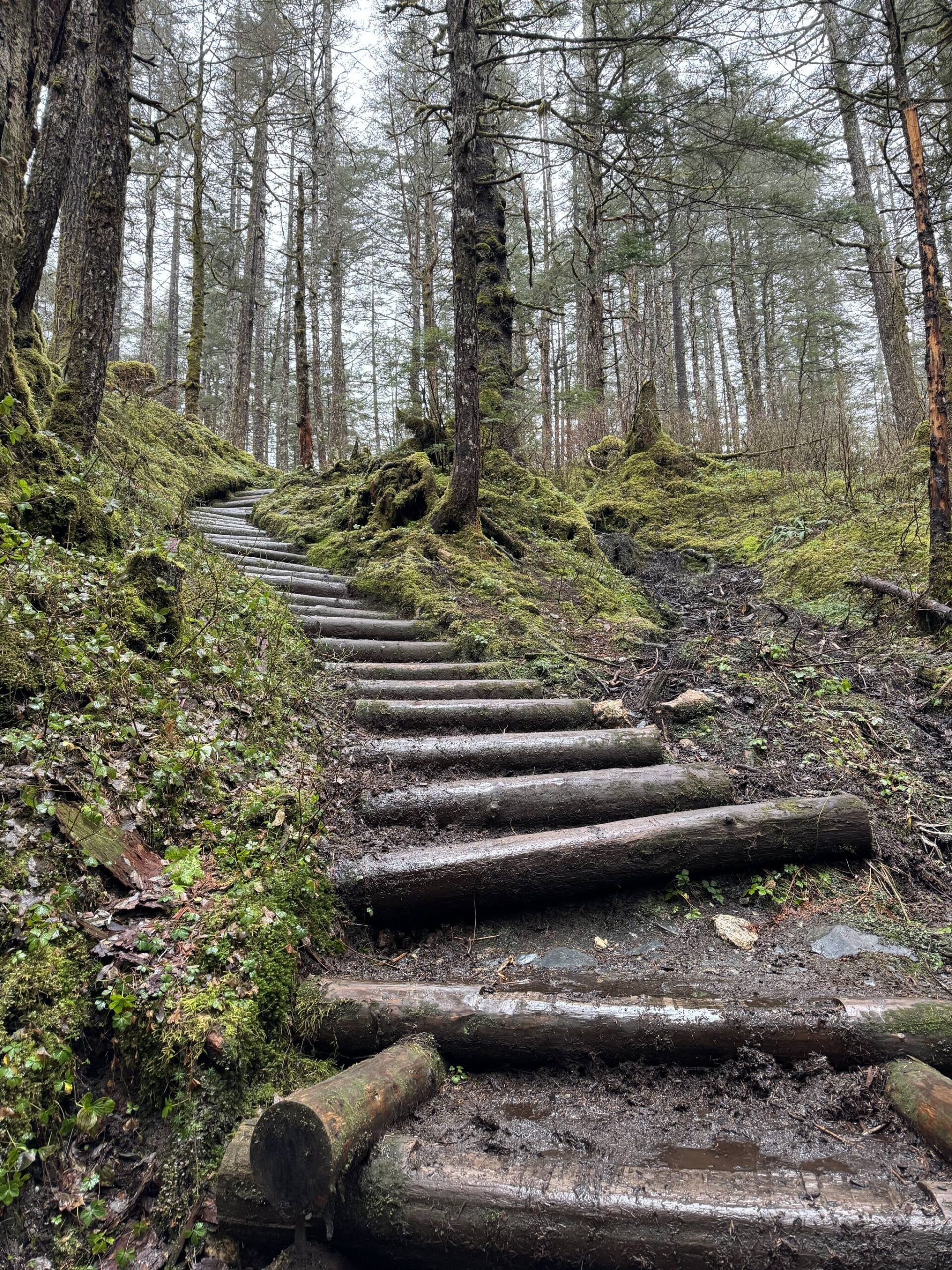 Slick log stairs leading up the Mount Jumbo Trail on Nov. 25. (Photo by Deana Barajas)