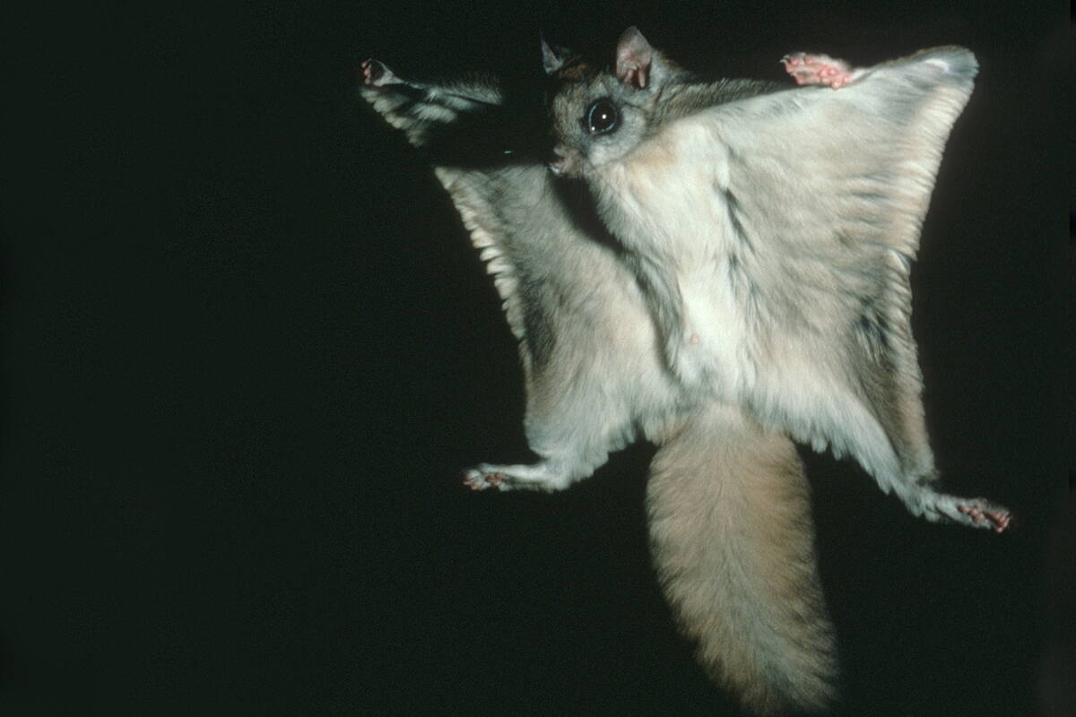 A flying squirrel launches a glide, with patagium spread wide. (Photo by Richard A. Wood)