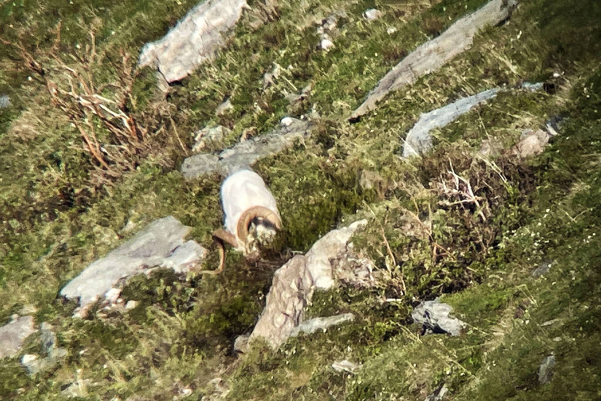 Through the authors spotting scope: A Dall sheep feeds in Denali National Park near the Teklanika River. (Photo by Jeff Lund)