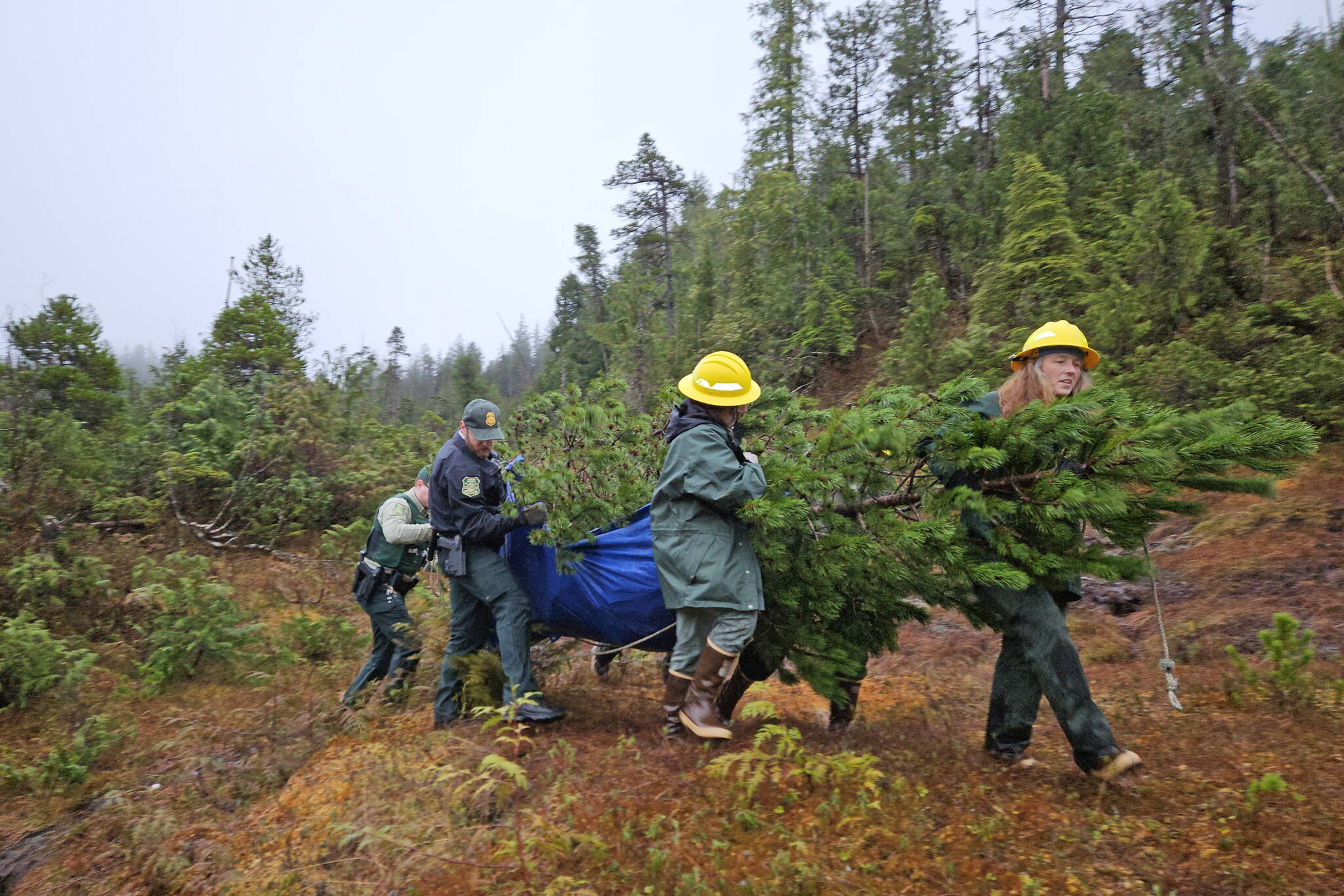 Staff of the Ketchikan Misty Fjords Ranger District carry a 15-foot-long lodgepole pine near the Silvis Lake area to a vessel for transport to Juneau on Nov. 30. (Photo courtesy of the U.S. Forest Service)