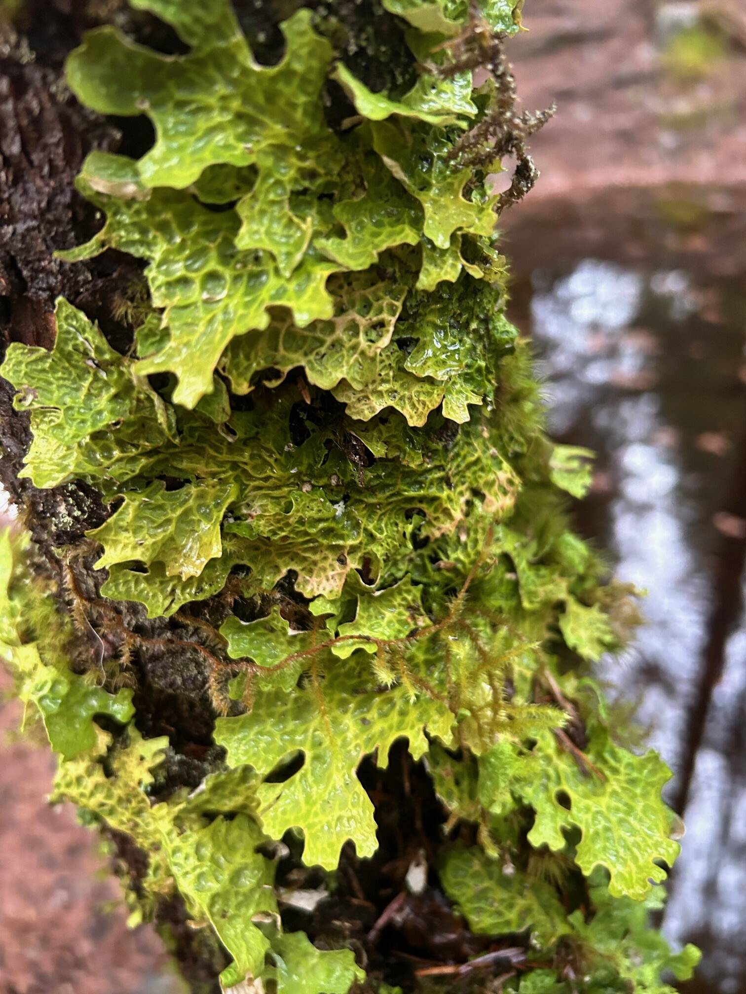 Cabbage lung lichen in the Dredge Lakes area, submitted on Dec. 6. (Photo by Deborah Rudis)