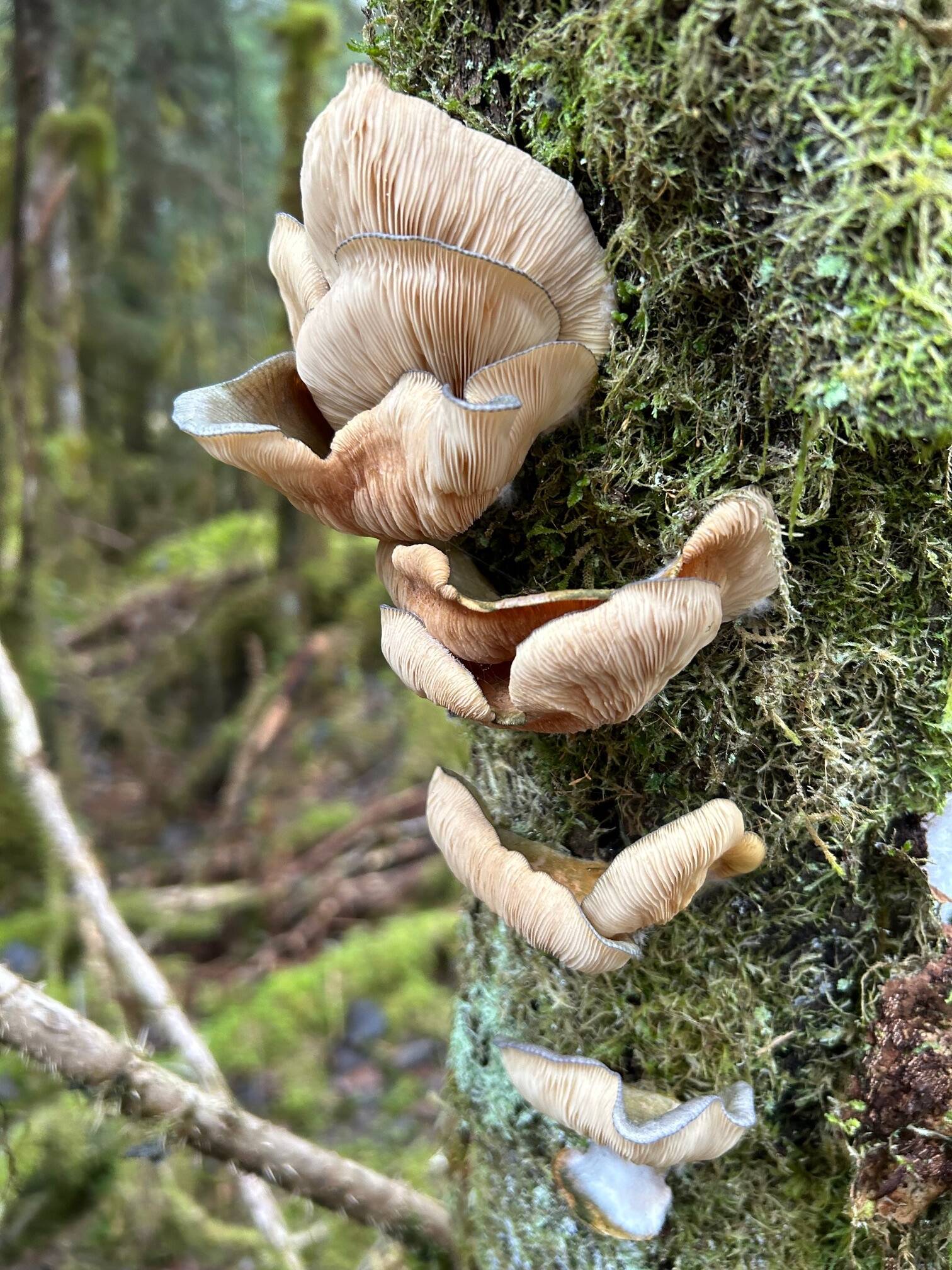 Green oyster mushrooms along the East Glacier Trail, submitted on Dec. 5. (Photo by Deborah Rudis)