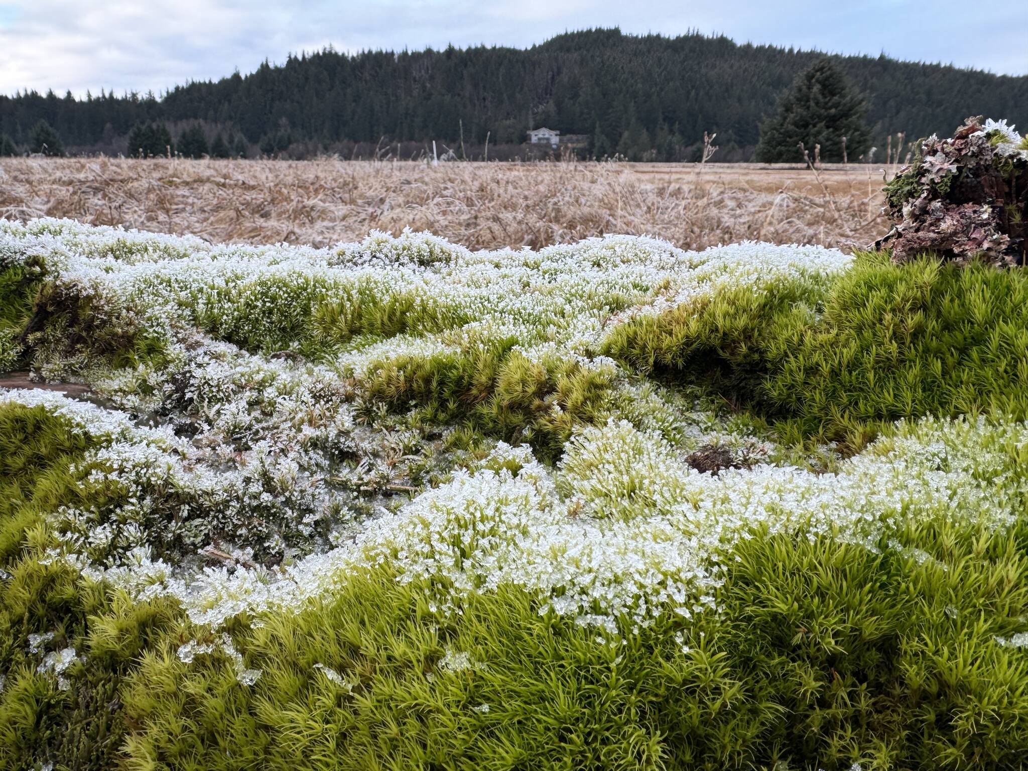 A frosty meadow along the Mendenhall Wetlands Trail on Dec. 2. (Photo by Deana Barajas)