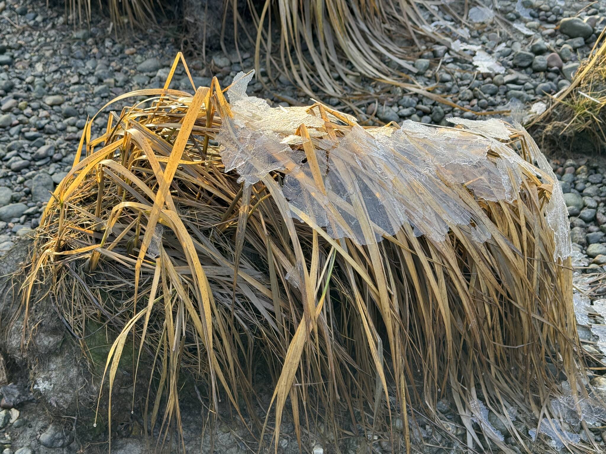 This ice-covered grass resembles a shaggy dog wearing a blanket along the Mendenhall Wetlands Trail on Dec. 2. (Photo by Deana Barajas)