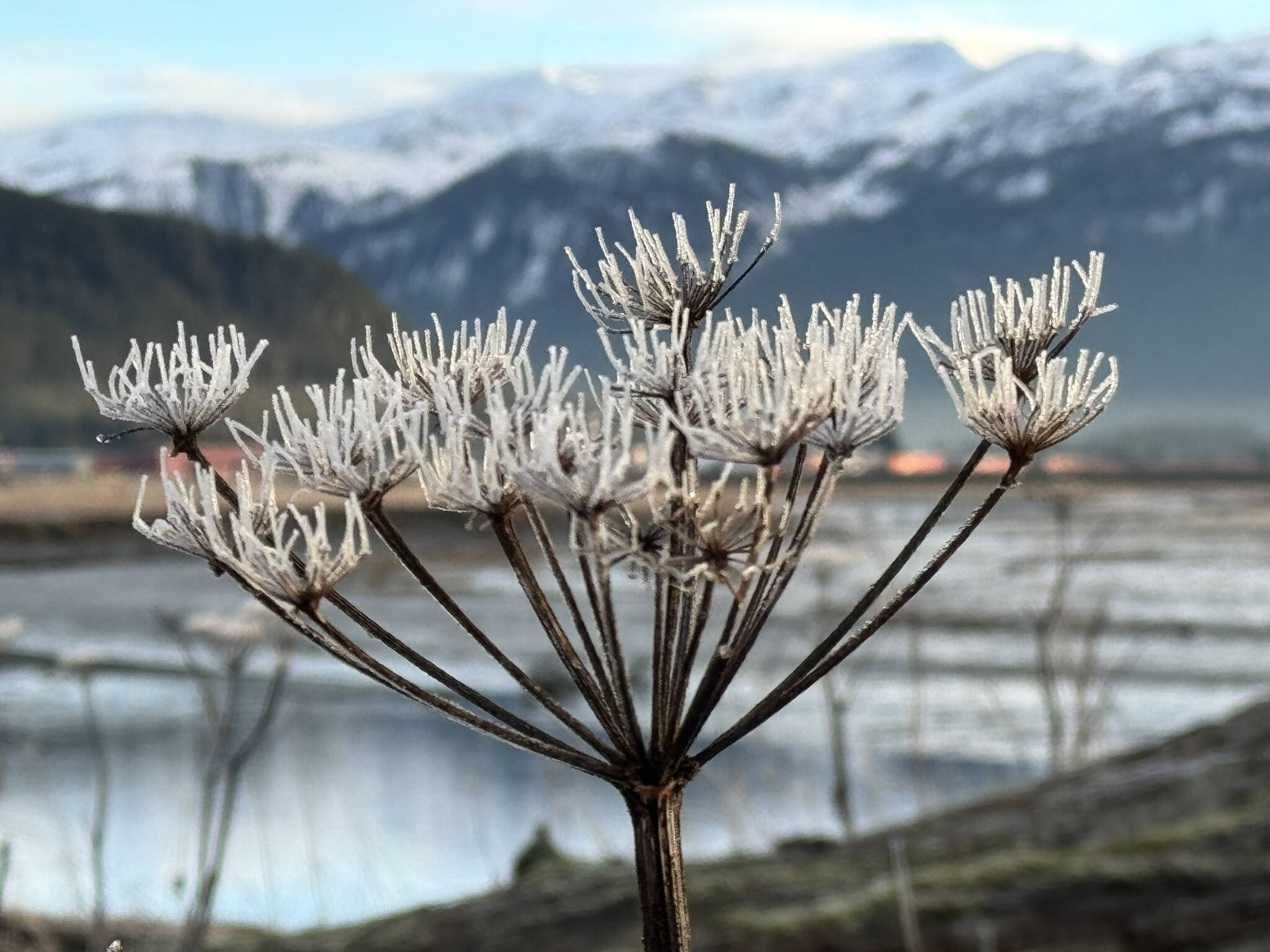 Cow parsnip along the Mendenhall Wetlands Trail on Dec. 2. (Photo by Deana Barajas)