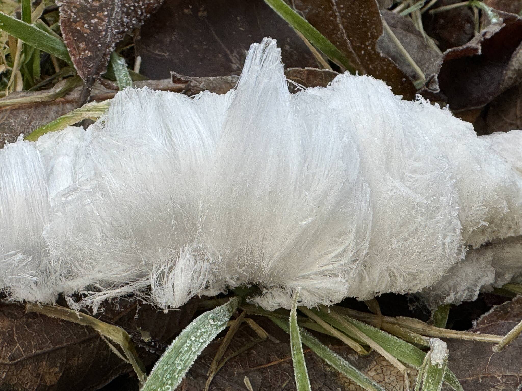 Hair ice, caused by a fungus on dead wood as it “breathes,” along the Mendenhall Wetlands Trail on Dec. 2. (Photo by Deana Barajas)