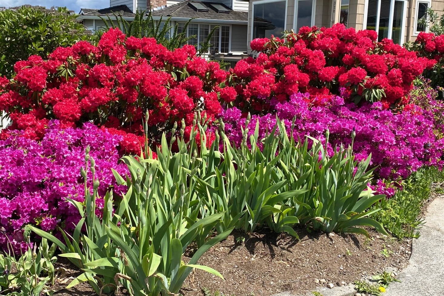 A local display of flowering rhododendrons may include some types with toxic nectar. (Photo by Denise Carroll)