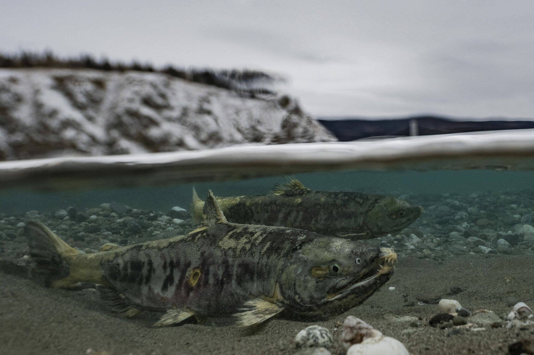 Spawning chum salmon swim in a spring feeding the Tanana River, a tributary of the Yukon River. Crashes in Western Alaska chum and Chinook salmon runs are tied to rapid warming that is having myriad effects across the Arctic, as described in the 2023 Arctic Report Card released by the National Oceanic and Atmospheric Administration. (Photo by Seth Adams/University of Alaska Fairbanks)
