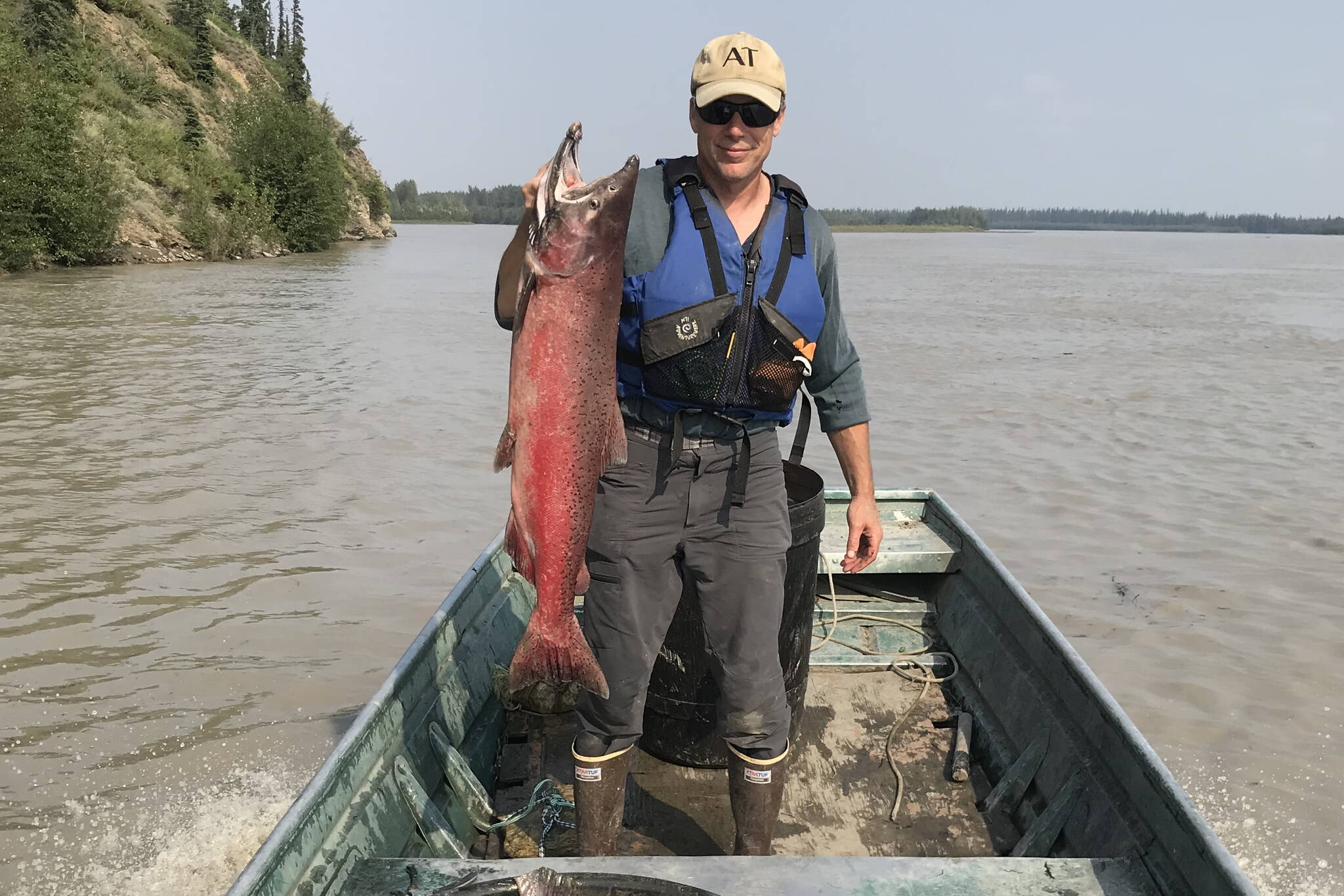 Ned Rozell holds up a king salmon caught on the Tanana River, a major tributary of the Yukon, in July 2019, when some fishing was still allowed. (Photo by Sam Bishop)