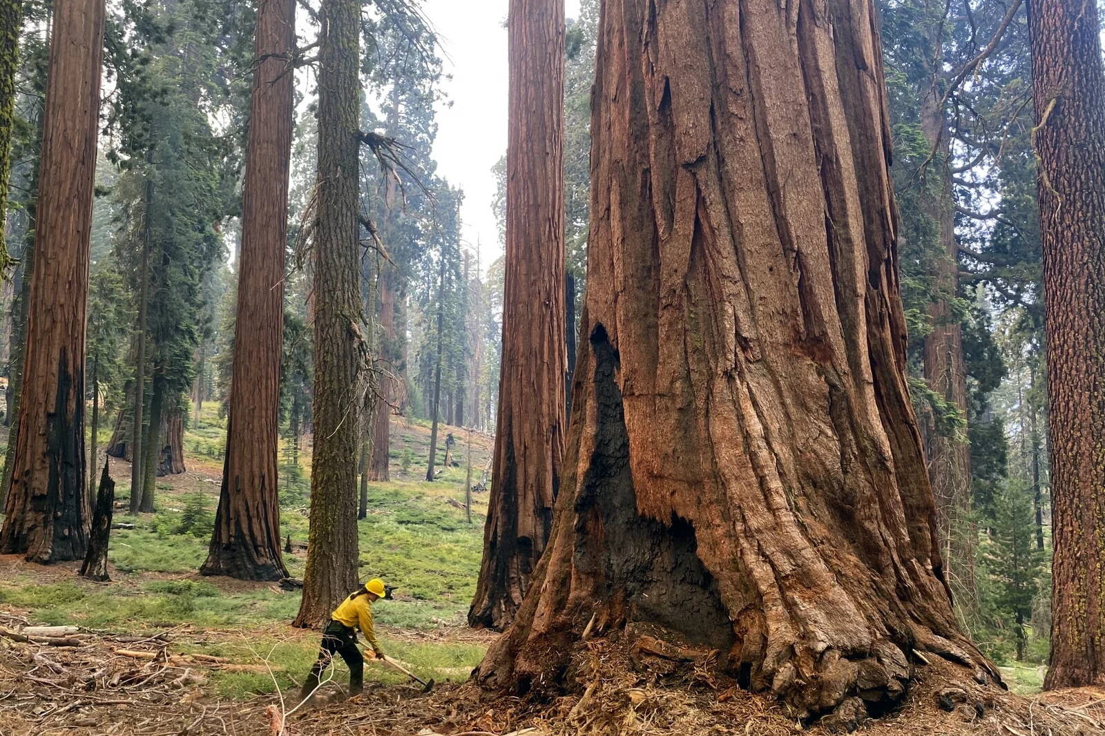 A firefighter clears loose brush from around a sequoia tree in Mariposa Grove in Yosemite National Park, Calif., in July 2022. (Garrett Dickman/National Park Service)