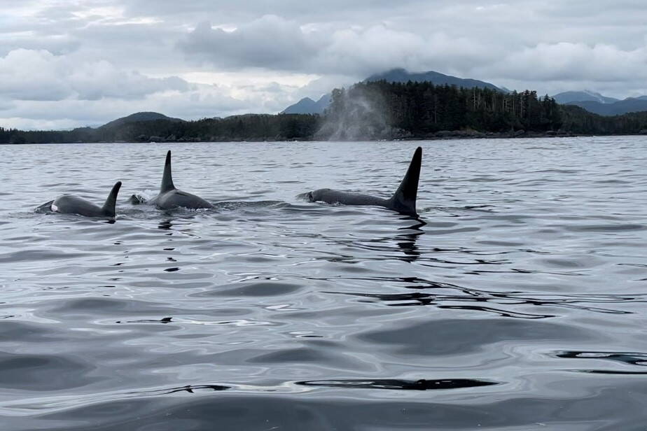 A pod of killer whales, also known as orcas, swims in waters off Southeast Alaska’s Chicagof Island in July of 2023. A new federal report describes the 37 killer whale entanglements that were documented in Alaska waters from 1991 to 2022. (Photo by Meghan Chamberlain/U.S. Forest Service)