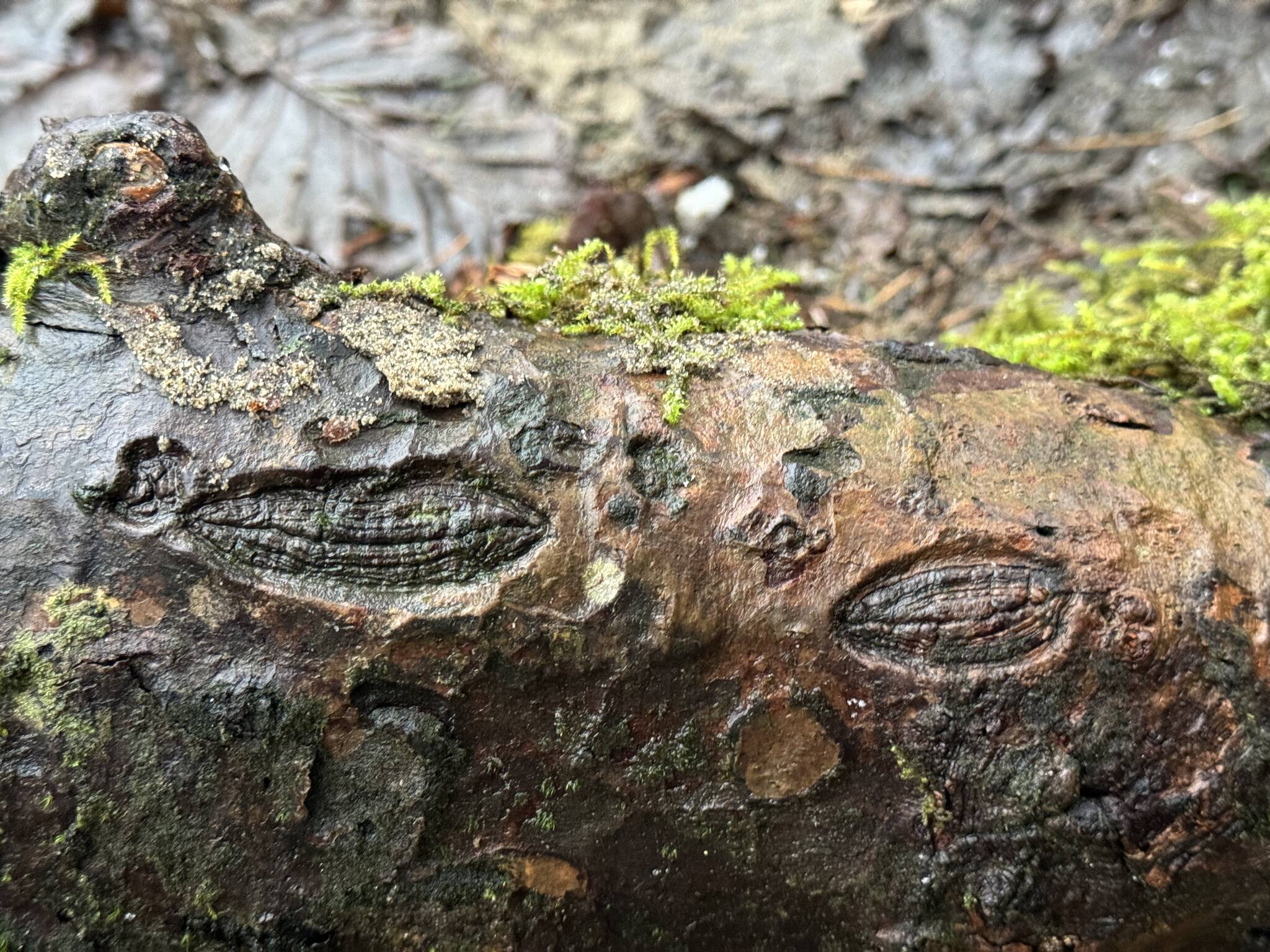 Scars on a tree look like fossils of an ancient sea critter.on the Lemon Creek Trail on Dec. 10. (Photo by Deana Barajas)