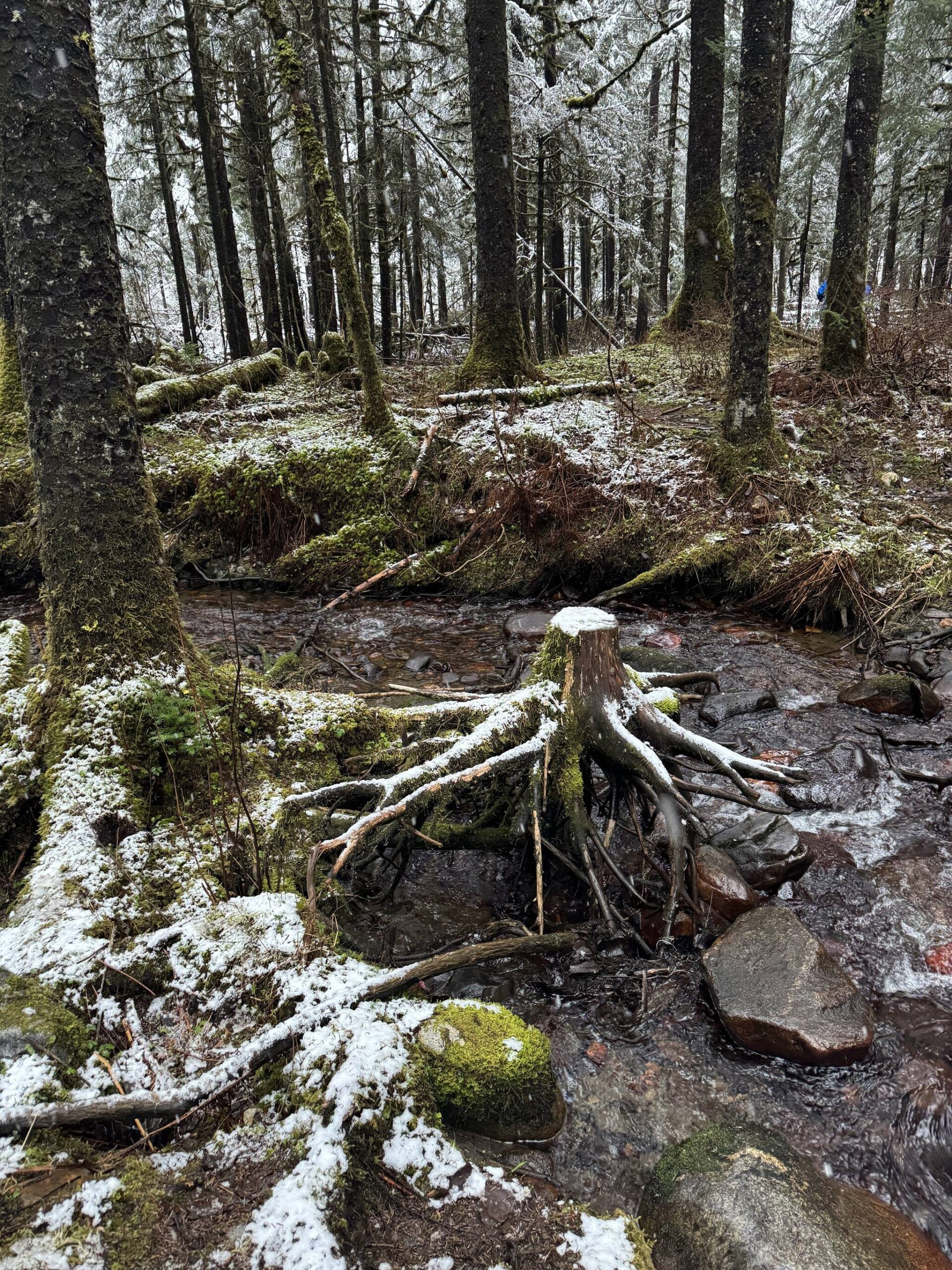 An exposed snow-covered tree stump on the Lemon Creek Trail on Dec. 10. (Photo by Deana Barajas)