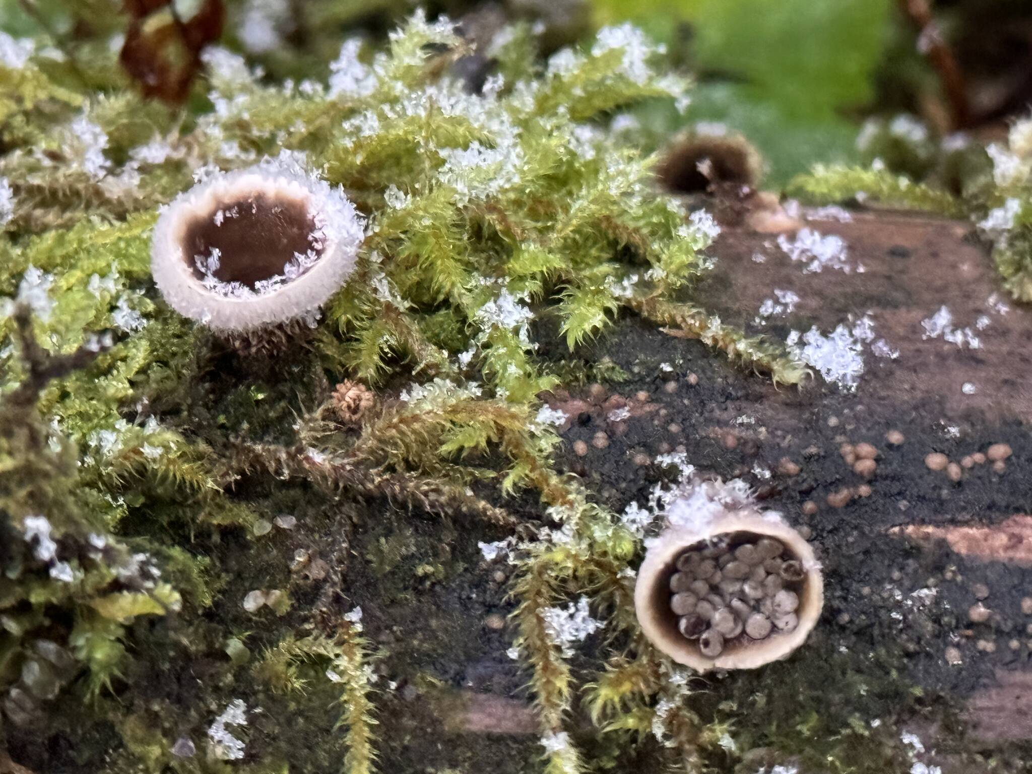 Birds nest fungi, with seeds in one, on the Lemon Creek Trail on Dec. 10. (Photo by Deana Barajas)