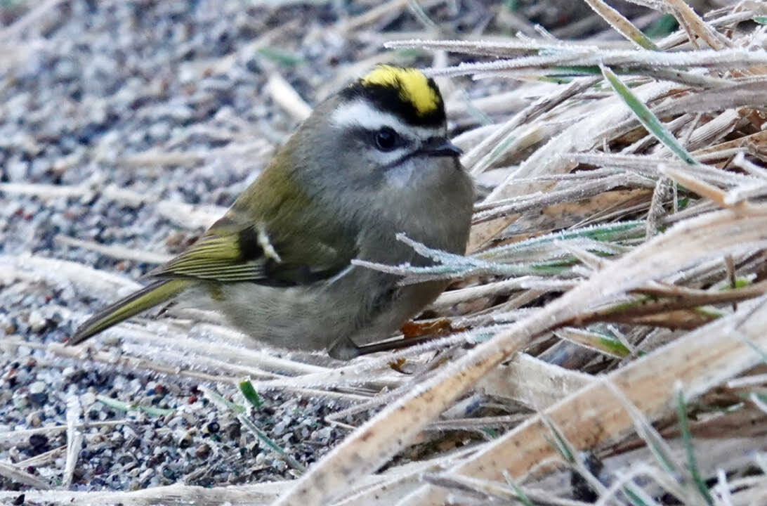 Tiny golden-crowned kinglets are here all year, somehow overwintering successfully. (Photo by Helen Unruh)