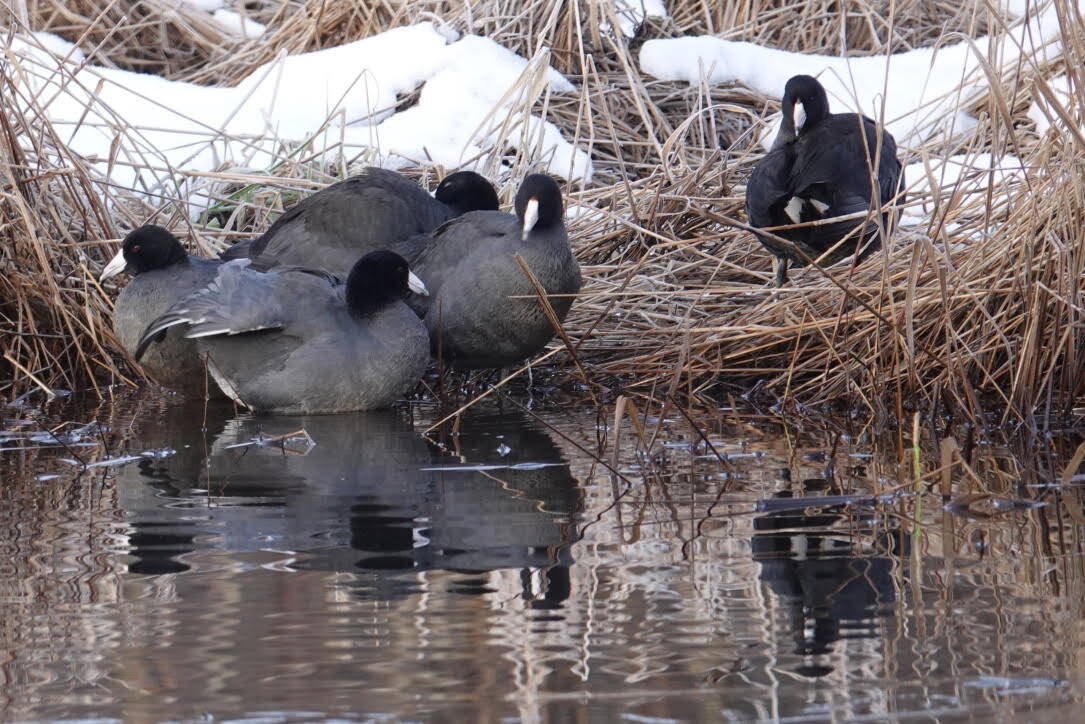 American coots gathered at Kingfisher Pond this winter. (Photo by Helen Unruh)