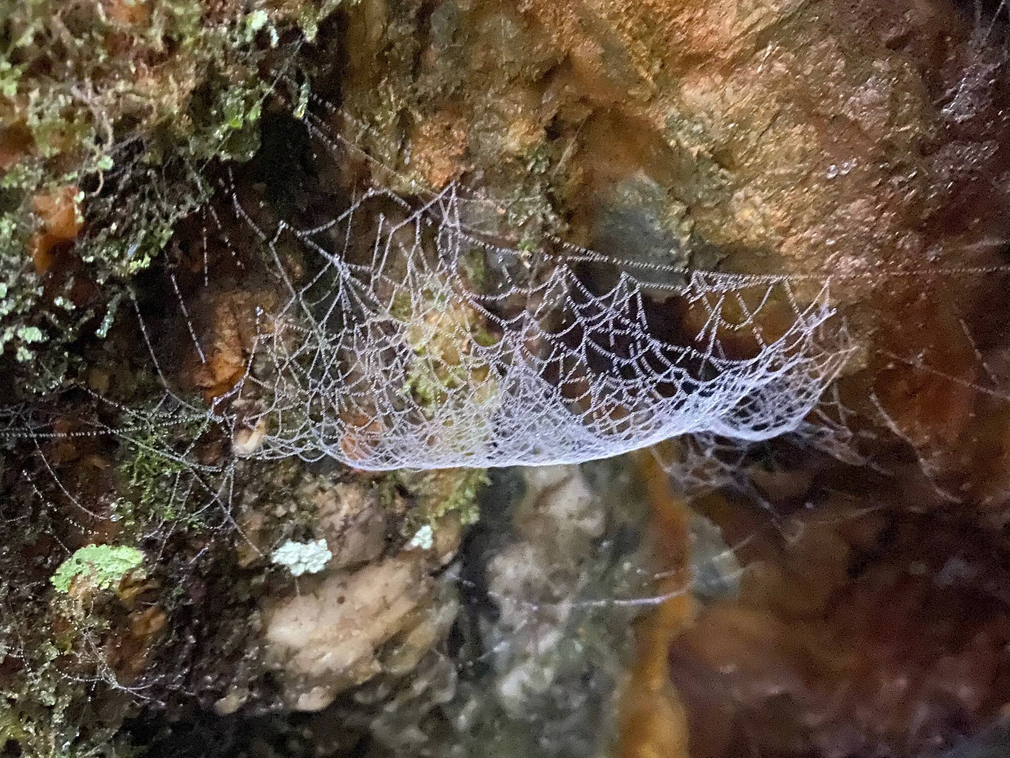 Dew drops create a beaded look to this spider’s web at the opening to an adit off the West Glacier Trail on Dec. 16. (Photo by Denise Carroll)