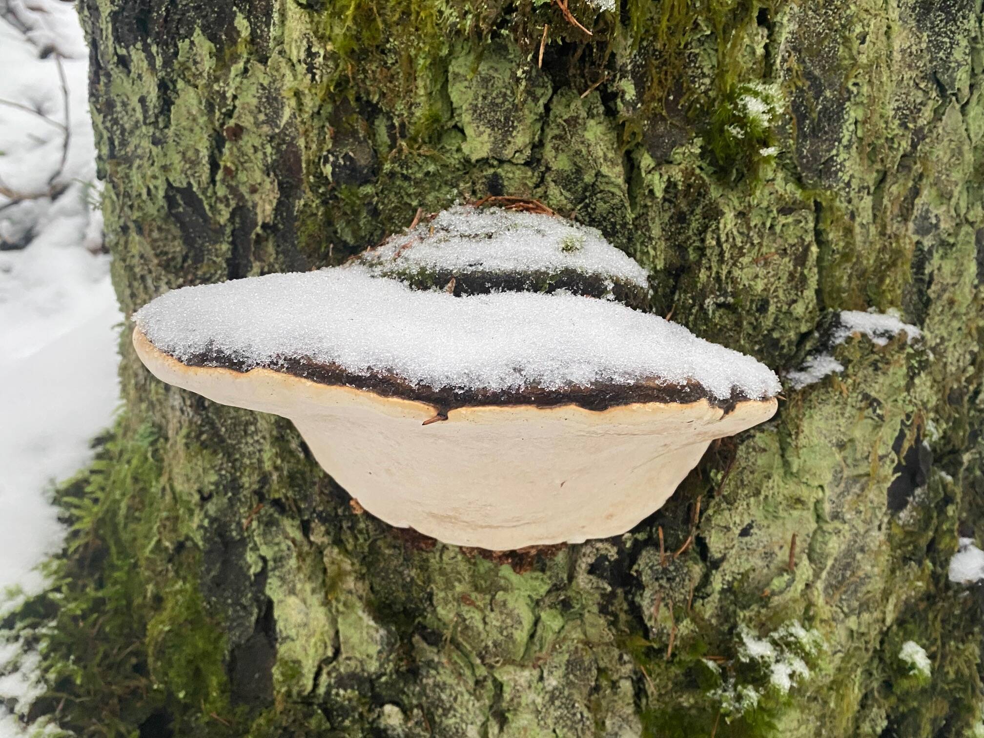 Snow-capped artist’s conk seen on a decaying tree trump near the West Glacier Trail on Dec. 16. (Photo by Denise Carroll)