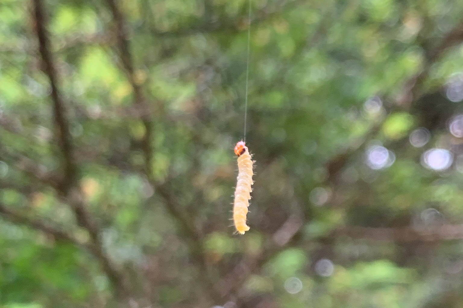 A western blackheaded budworm, common to Southeast Alaska, just hanging around. (Photo courtesy U.S. Forest Service)