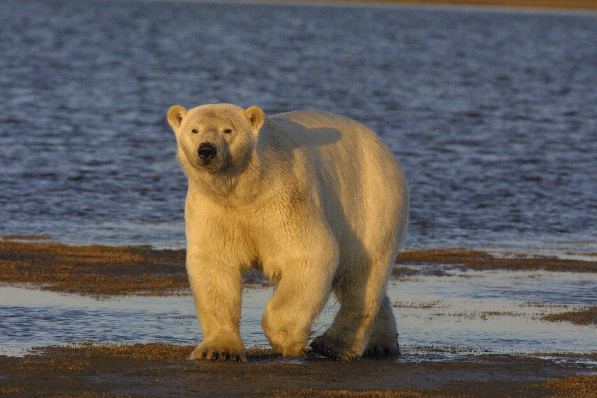 A polar bear walks along the shore in Alaska on Sept. 6, 2019. A different animal discovered dead in October near Utqiagvik is now confirmed to be the world’s first documented case of highly pathogenic avian influenza in a polar bear.(Photo provided by U.S. Fish and Wildlife Service)