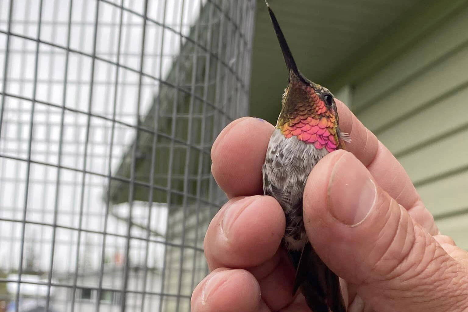 This adult male Anna’s hummingbird was captured, banded and released in Soldotna in June 2023. (Photo by T. Eskelin, USFWS)