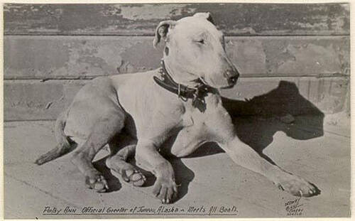 A postcard shows the real-life Patsy Ann, an English bull terrier that became notorious after arriving in Juneau in 1929. (Photo courtesy of Tricia Brown)