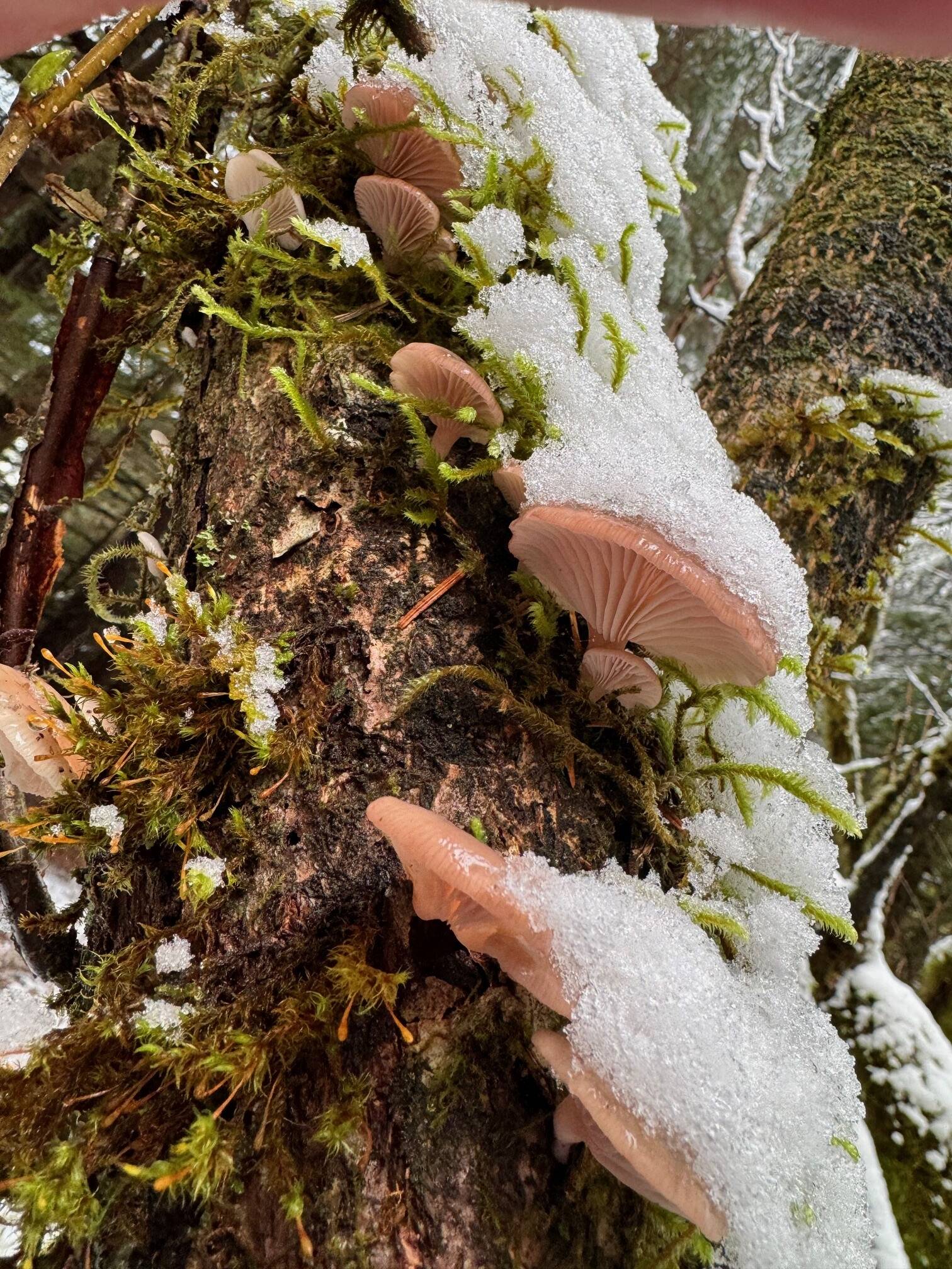 Winter oyster mushrooms survive the cold and snow along the Boy Scout Beach Trail on New Year’s Day. (Photo by Denise Carroll)