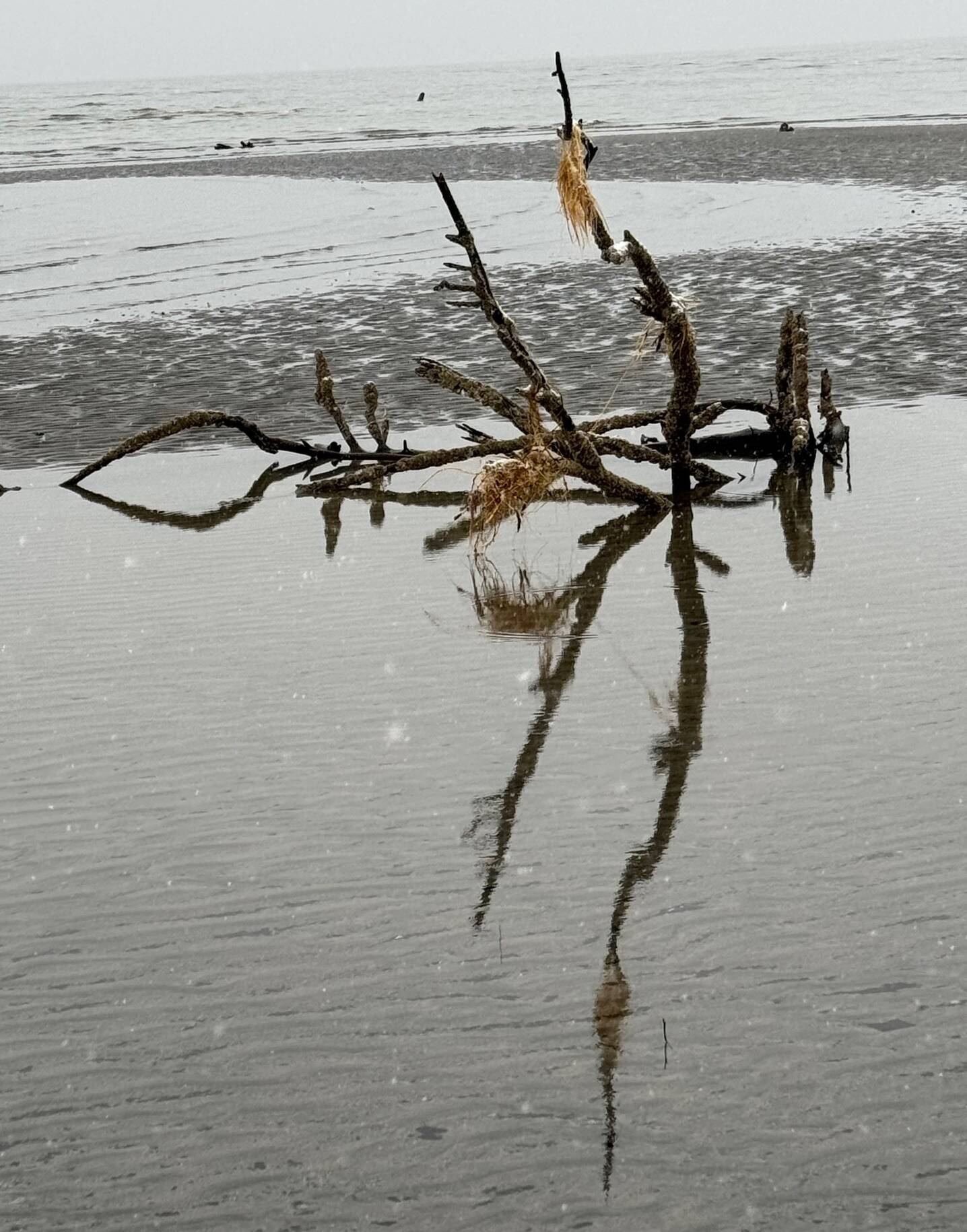Low tide reflections at the Boy Scout Beach Trail on New Year’s Day. (Photo by Denise Carroll)