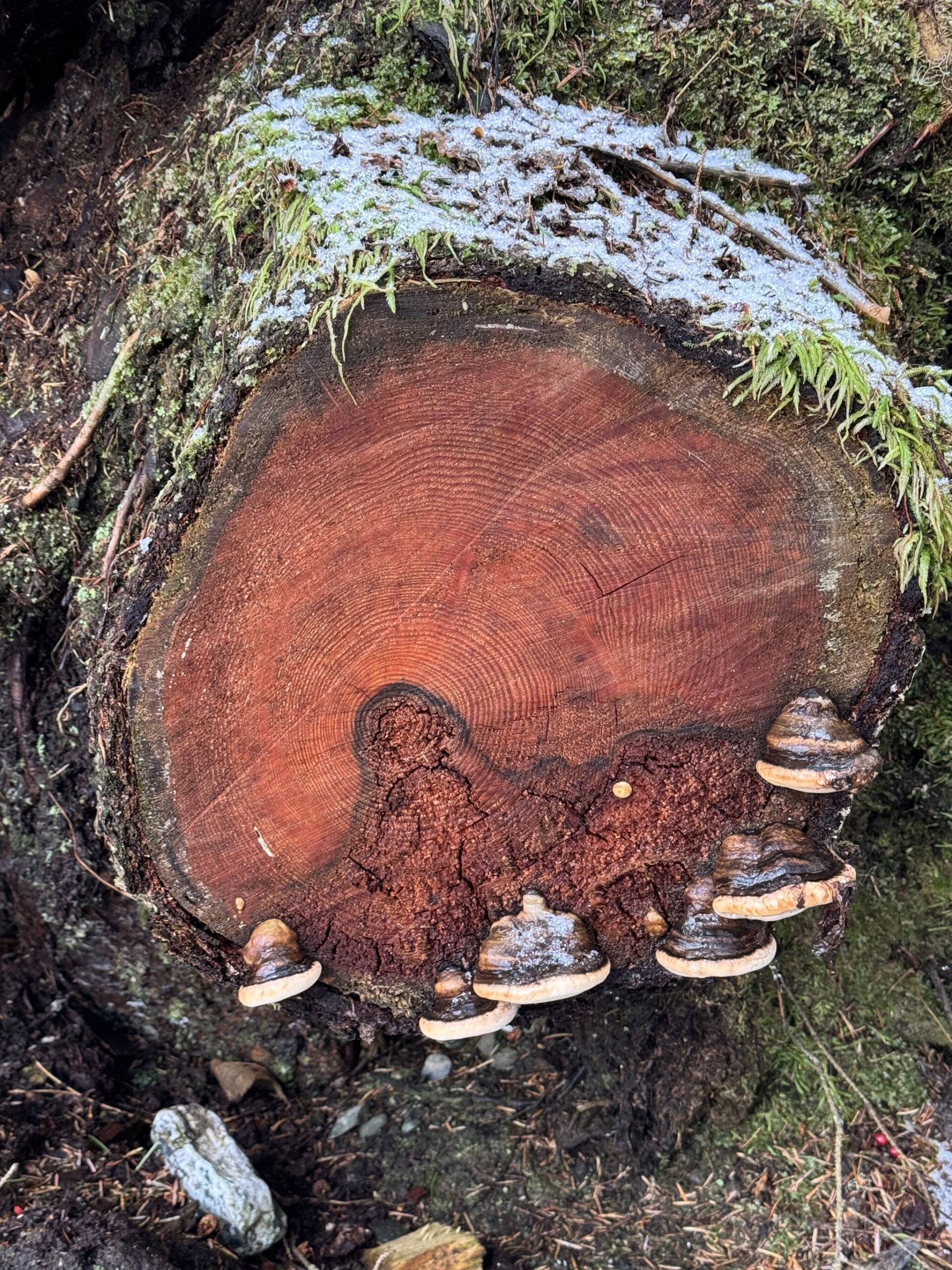 Mushrooms hug the edge of a stump along the Outer Point Trail on Jan. 2. (Photo by Deana Barajas)