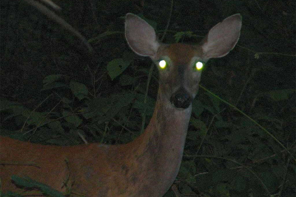 A deer’s eyes reflect headlights from an approaching vehicle. (Harold Neal / CC BY-SA 2.0)