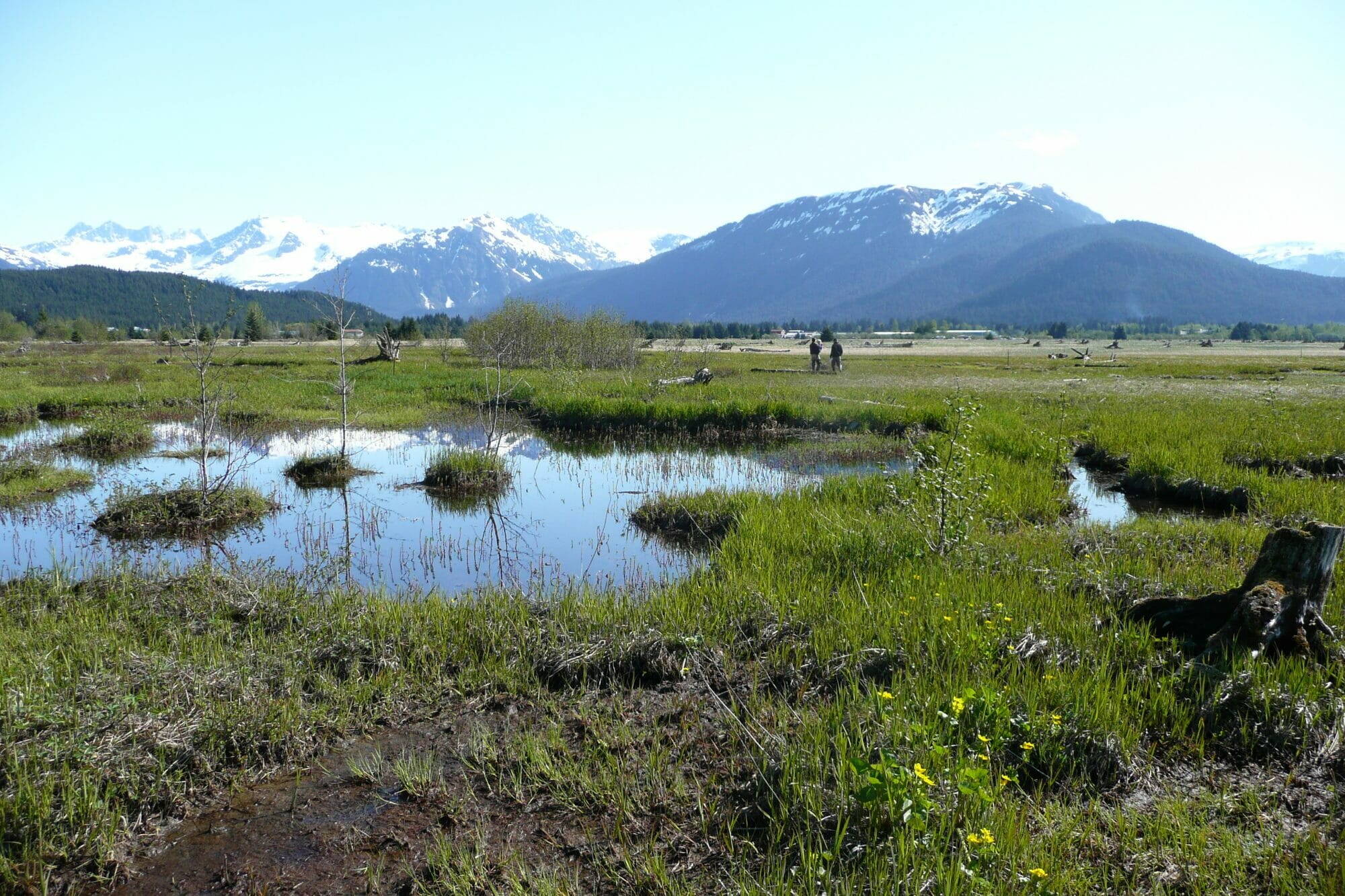 Wigeon Ponds is one of the areas adjacent to the Mendenhall Wetlands State Game Refuge purchased by the Southeast Alaska Land Trust, which is producing an updated digital map of the entire wetlands area. (U.S. Fish and Wildlife Service photo)